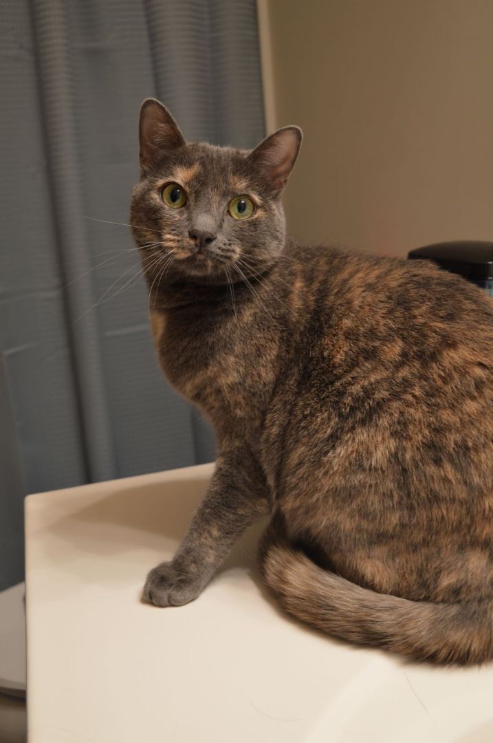 Laurel, a Adoptable Domestic Short Hair in Kalamazoo, MI image 1/3