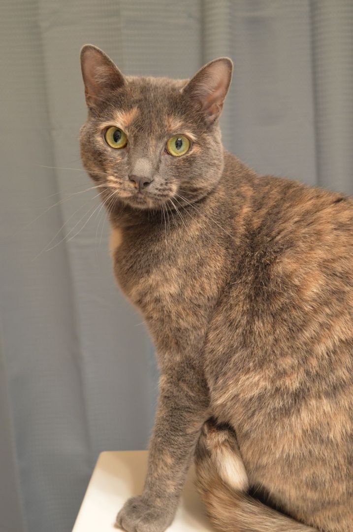 Laurel, a Adoptable Domestic Short Hair in Kalamazoo, MI image 2/3