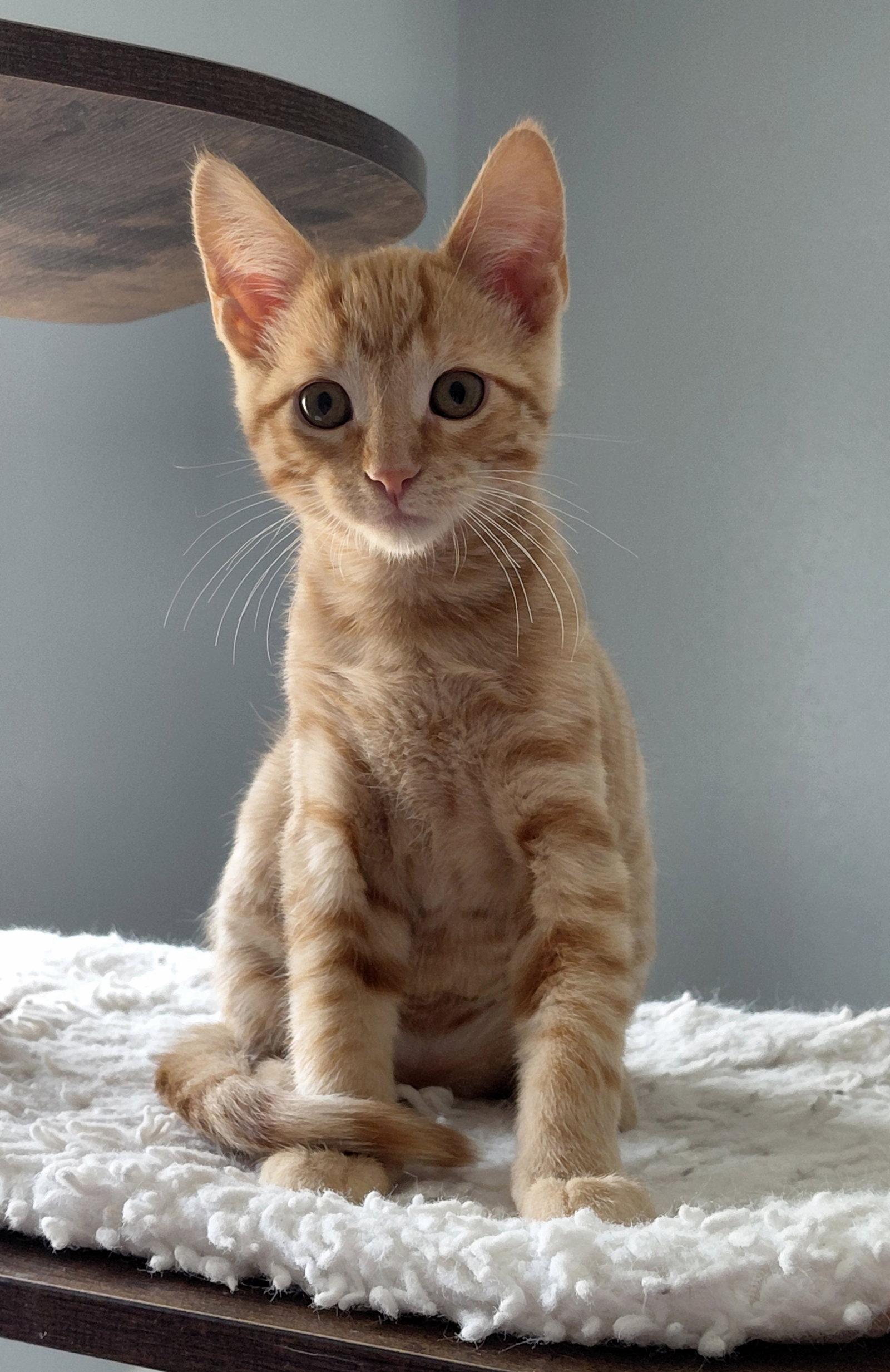 Sheldon, Adoptable, Kitten Male Domestic Short Hair.