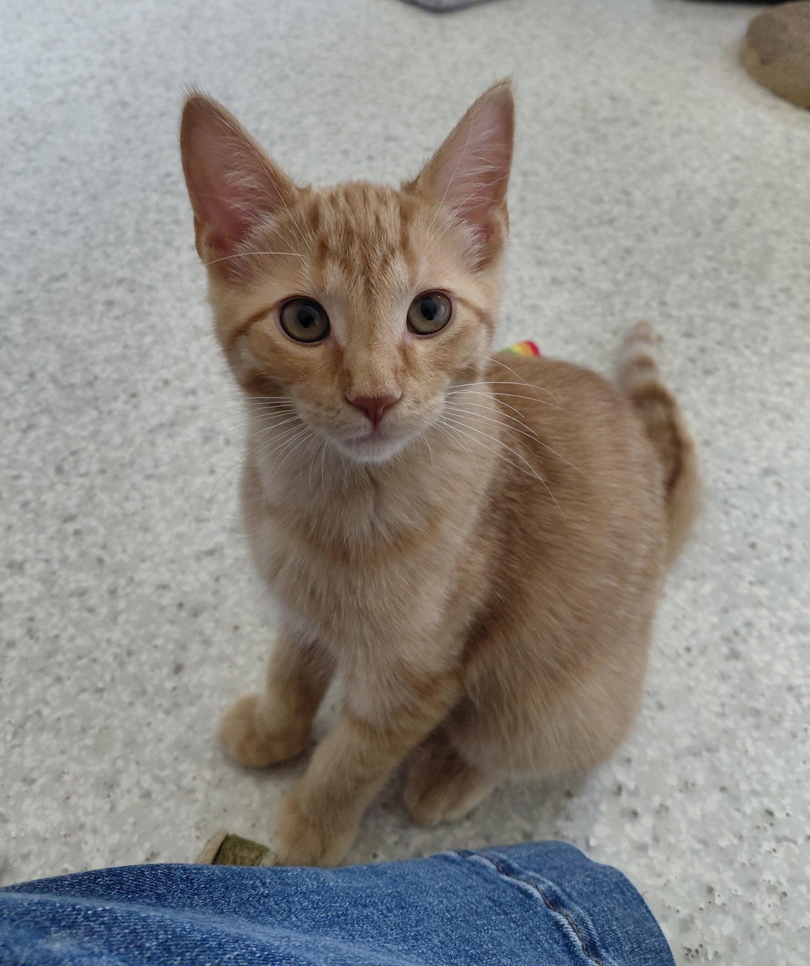 Enlarge Sheldon, a Adoptable Domestic Short Hair in Montello, WI image 2/3