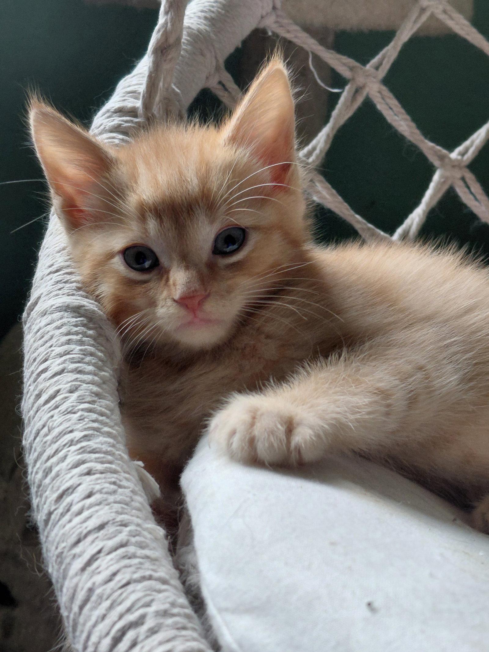 Enlarge Sheldon, a Adoptable Domestic Short Hair in Montello, WI image 3/3