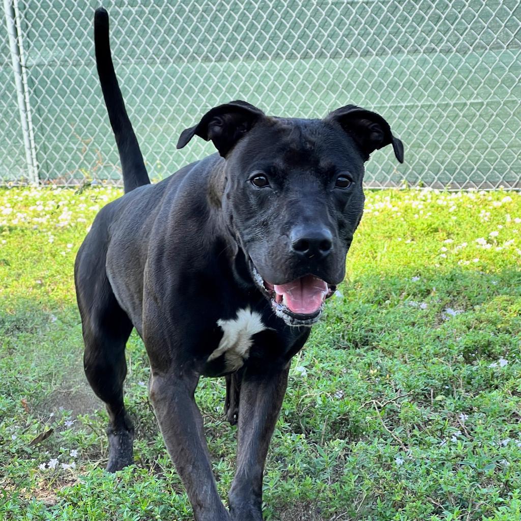Nori, Senior Female Pit Bull Terrier