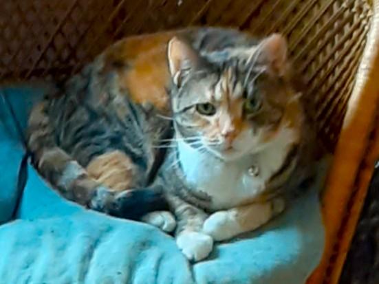 Heaven, ADOPTABLE, Young Female Calico.