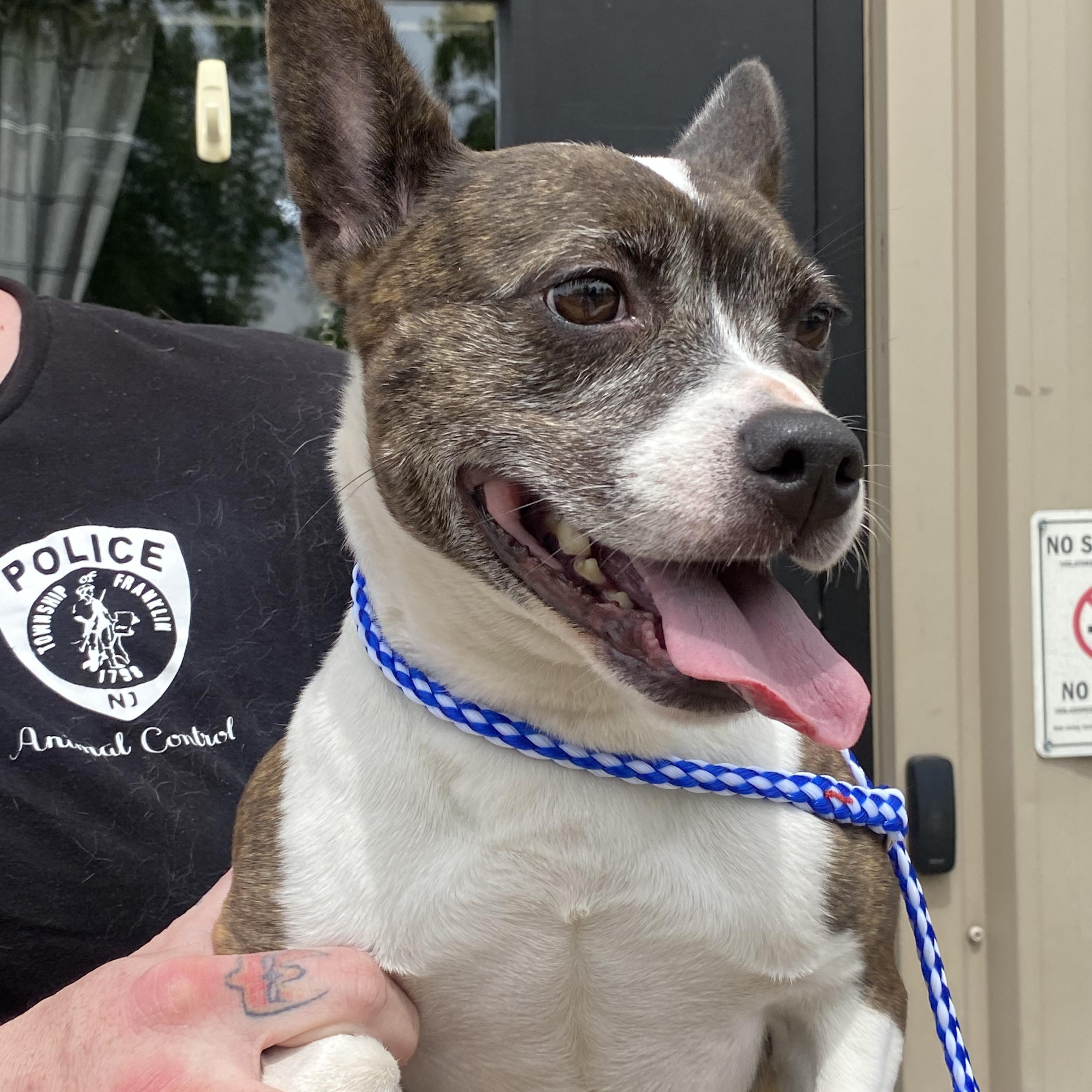 Ava, a Adoptable mixed breed in Somerset, NJ image 1/5