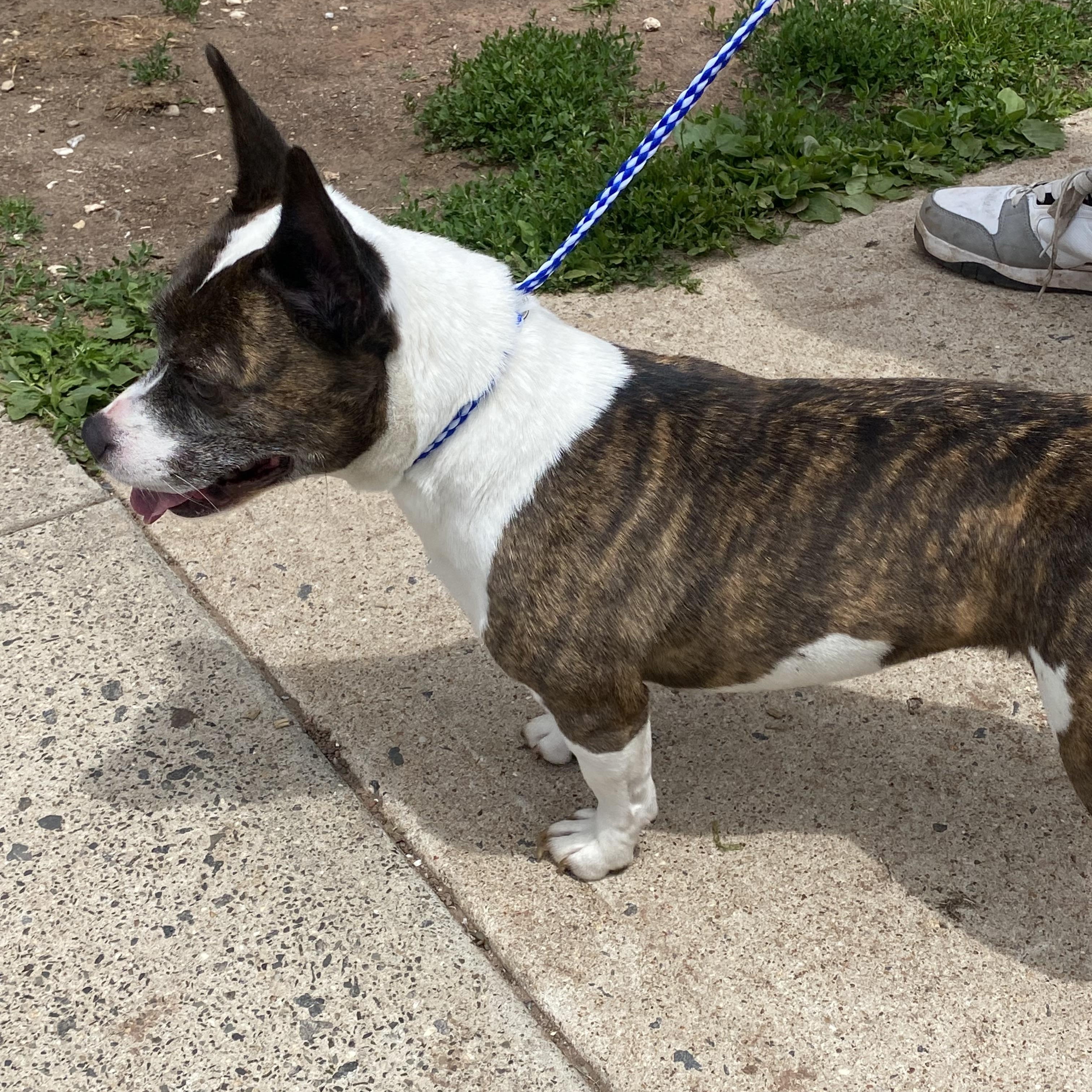 Ava, a Adoptable mixed breed in Somerset, NJ image 2/5