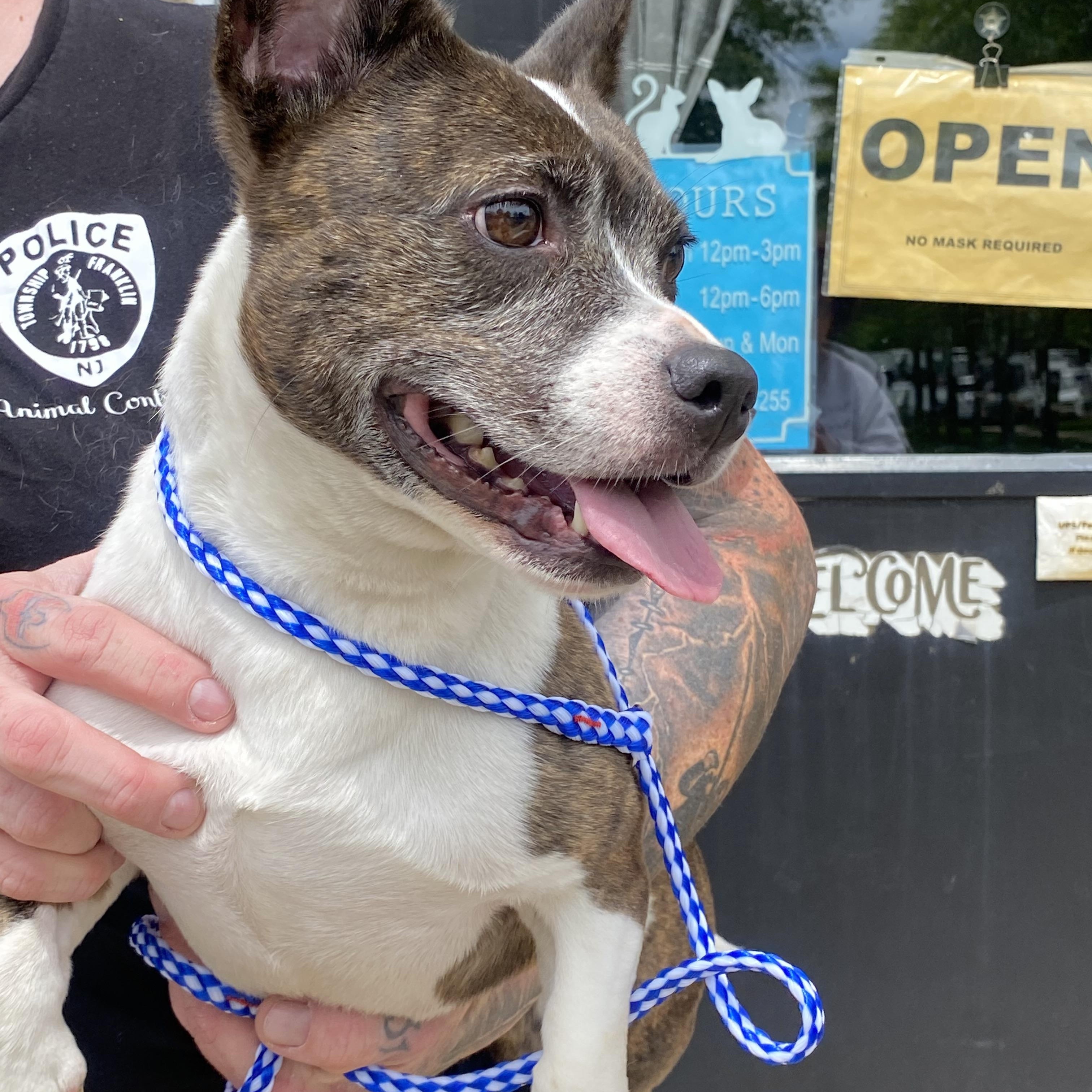 Ava, a Adoptable mixed breed in Somerset, NJ image 3/5