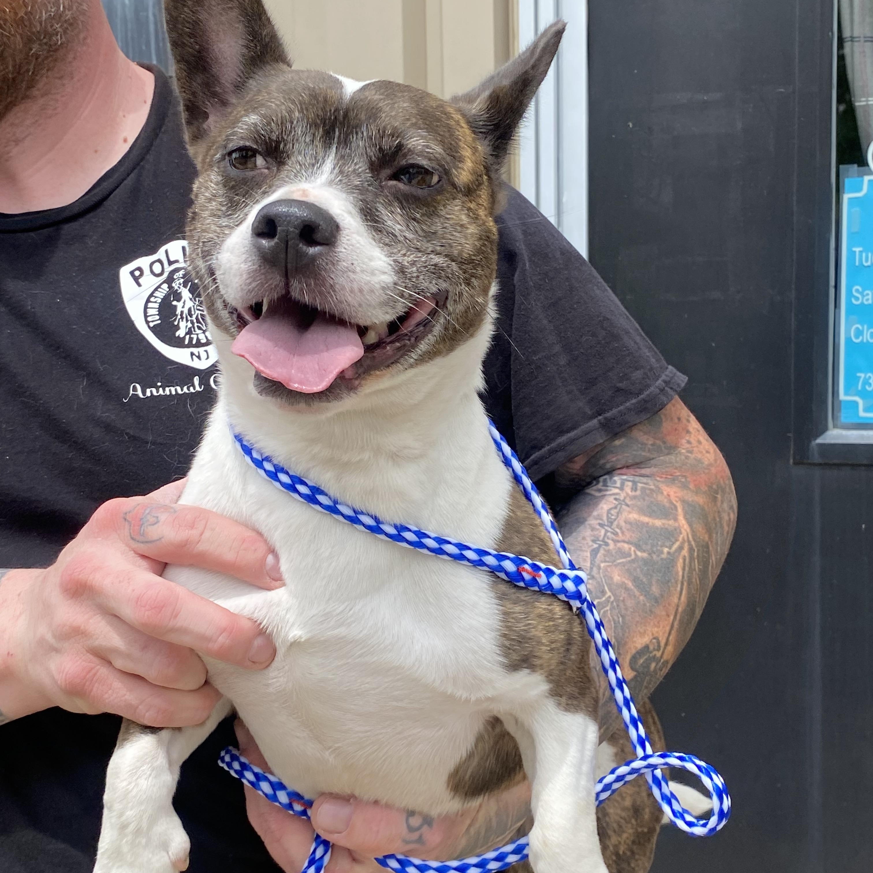 Ava, a Adoptable mixed breed in Somerset, NJ image 4/5