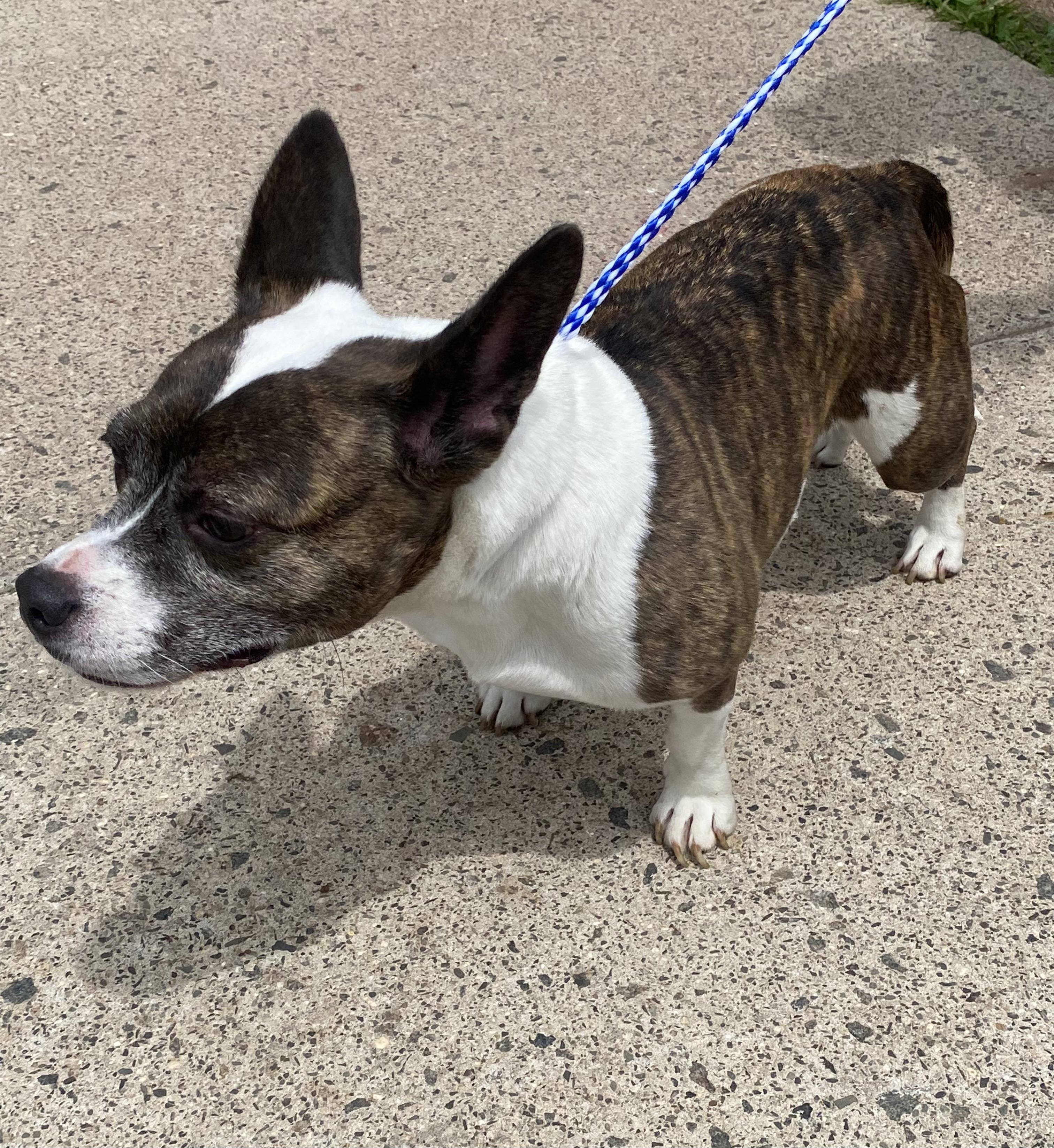 Ava, a Adoptable mixed breed in Somerset, NJ image 5/5