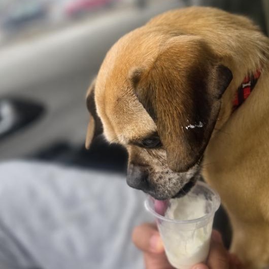 Ava, a ADOPTABLE Pug in Naperville, IL image 5/5