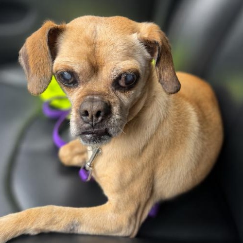 Ava, a ADOPTABLE Pug in Naperville, IL image 2/5