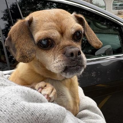 Ava, a ADOPTABLE Pug in Naperville, IL image 4/5