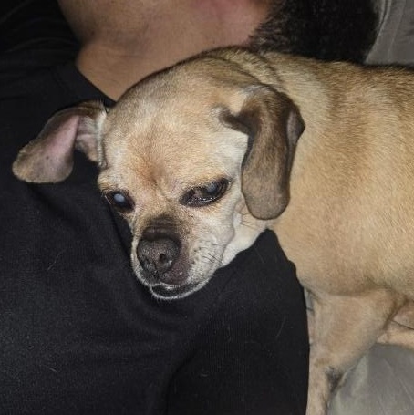 Ava, a ADOPTABLE Pug in Naperville, IL image 3/5
