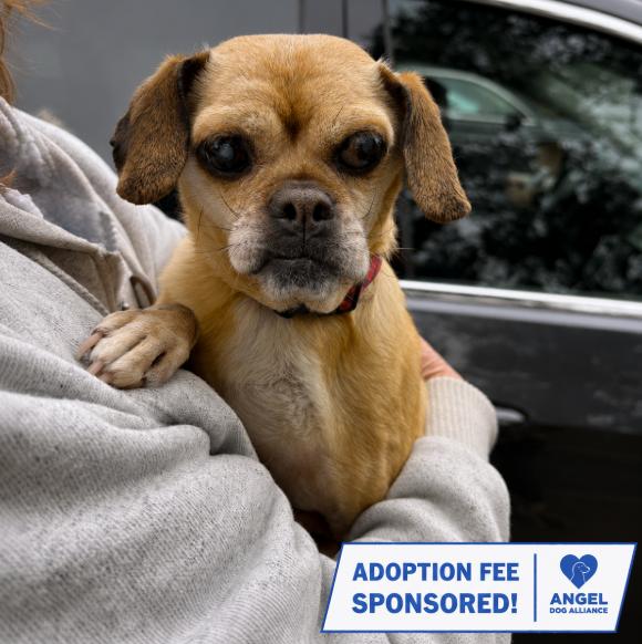 Ava, ADOPTABLE, Senior Female Pug.