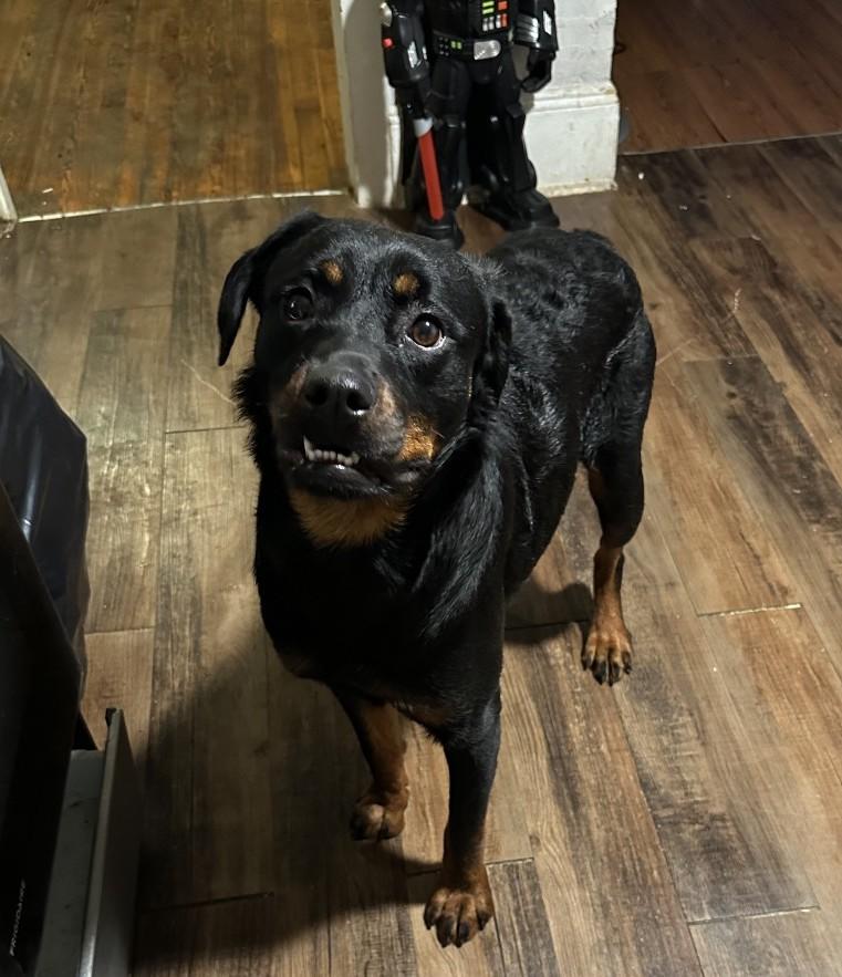 Enlarge Roxanne, a ADOPTABLE Rottweiler in Perkasie, PA image 2/3