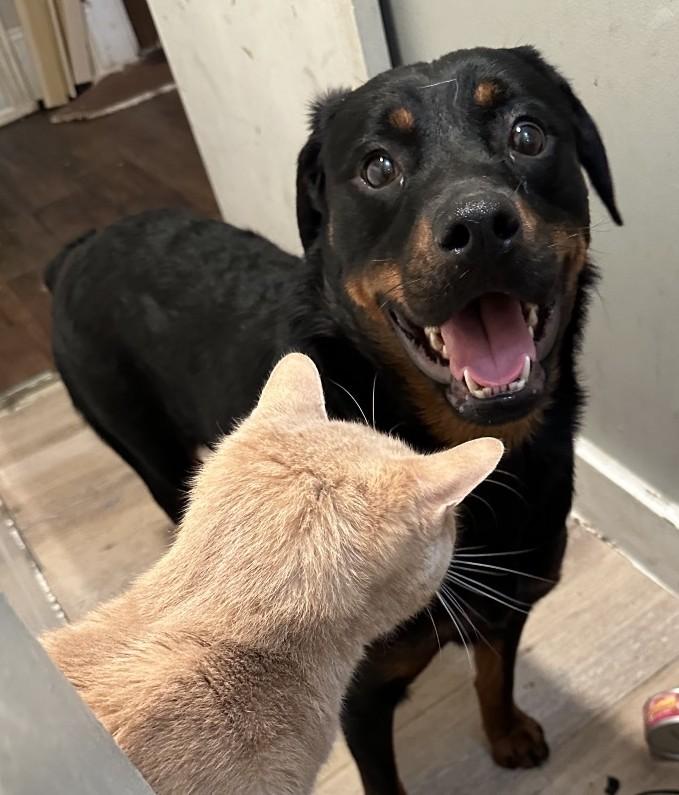 Roxanne, ADOPTABLE, Young Female Rottweiler.