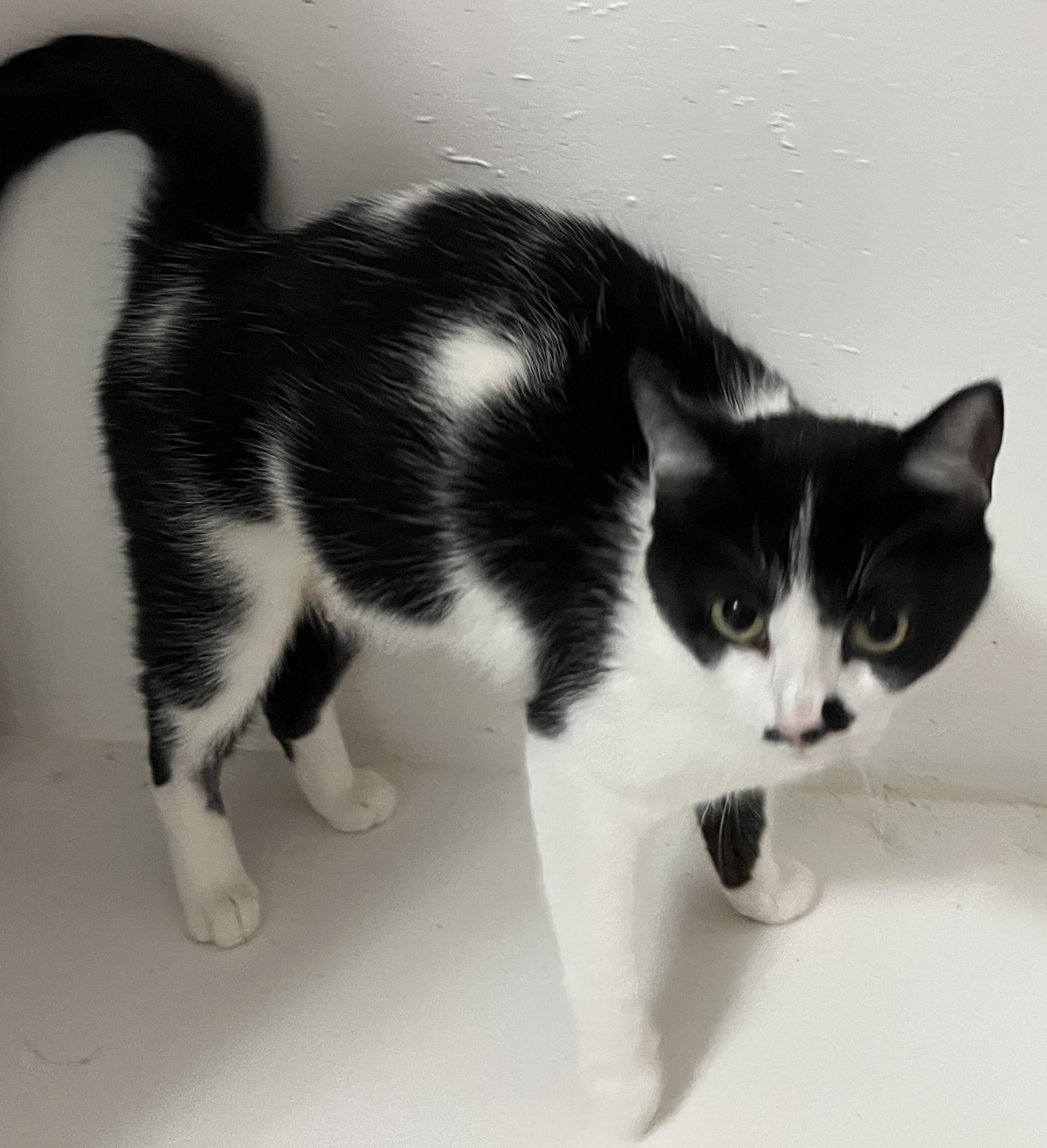 Enlarge Cleo, a ADOPTABLE Domestic Short Hair in Tigard, OR image 2/4
