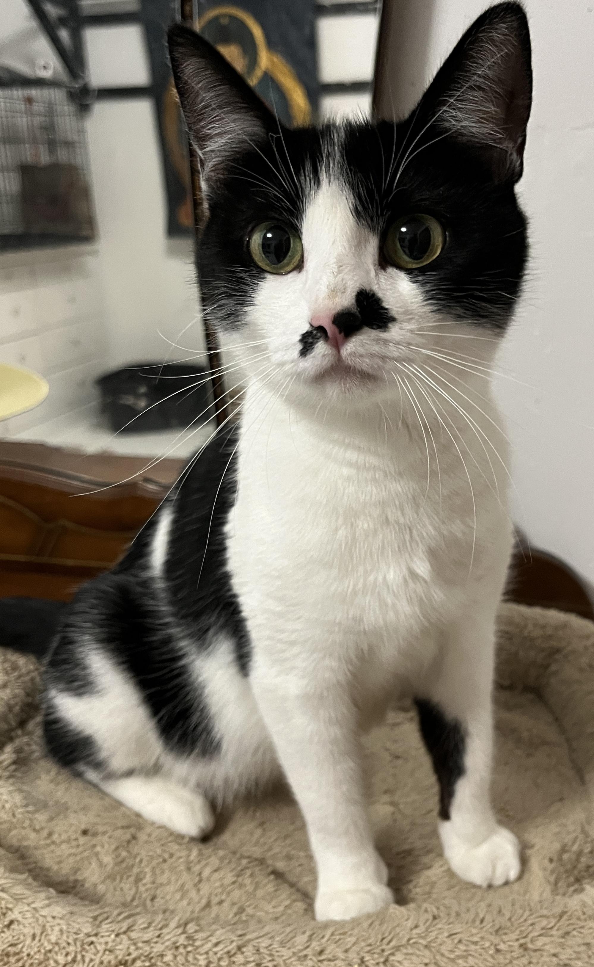 Cleo, ADOPTABLE, Young Female Domestic Short Hair.
