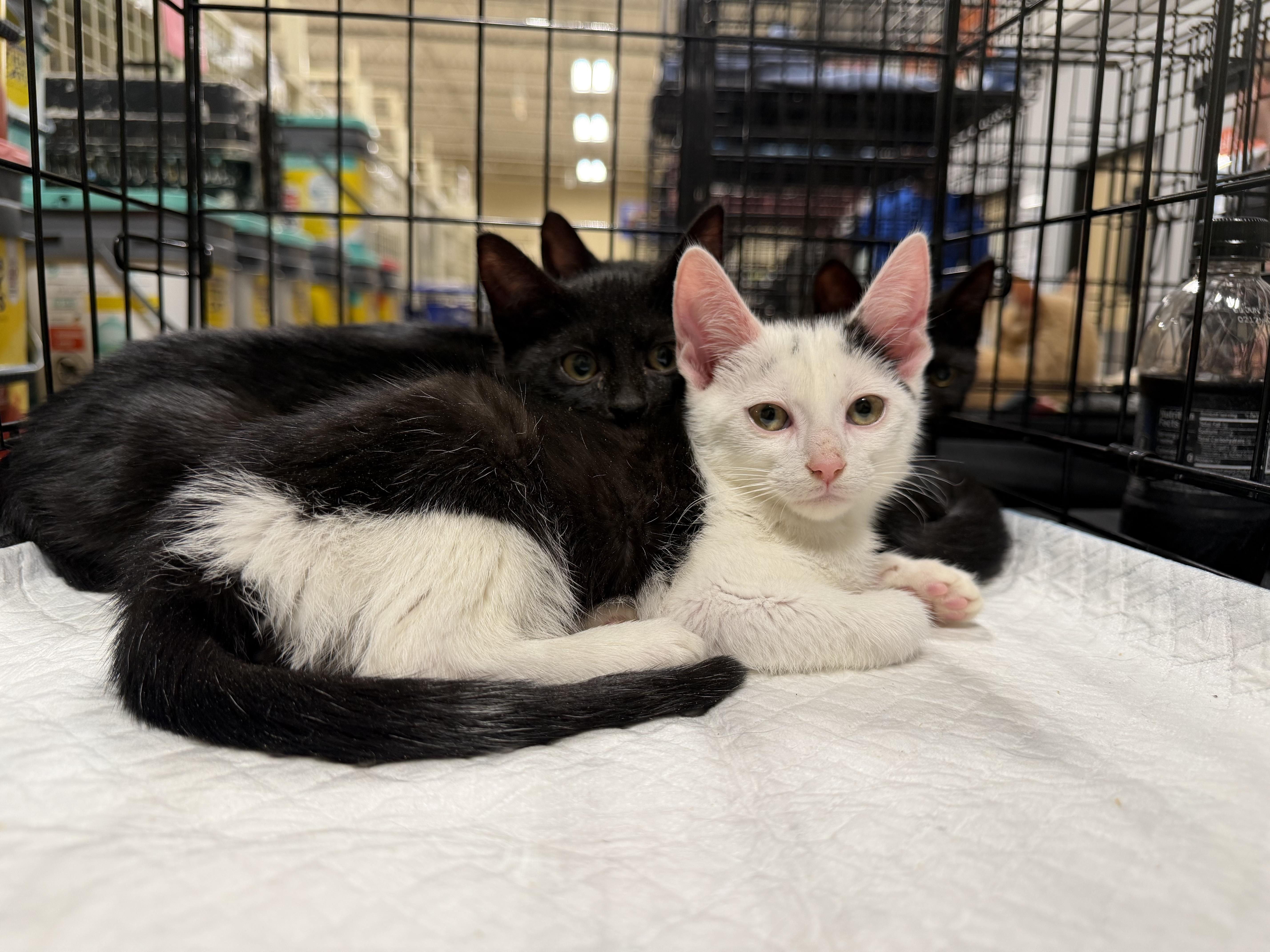 Joja (BC), ADOPTABLE, Kitten Male Domestic Short Hair.