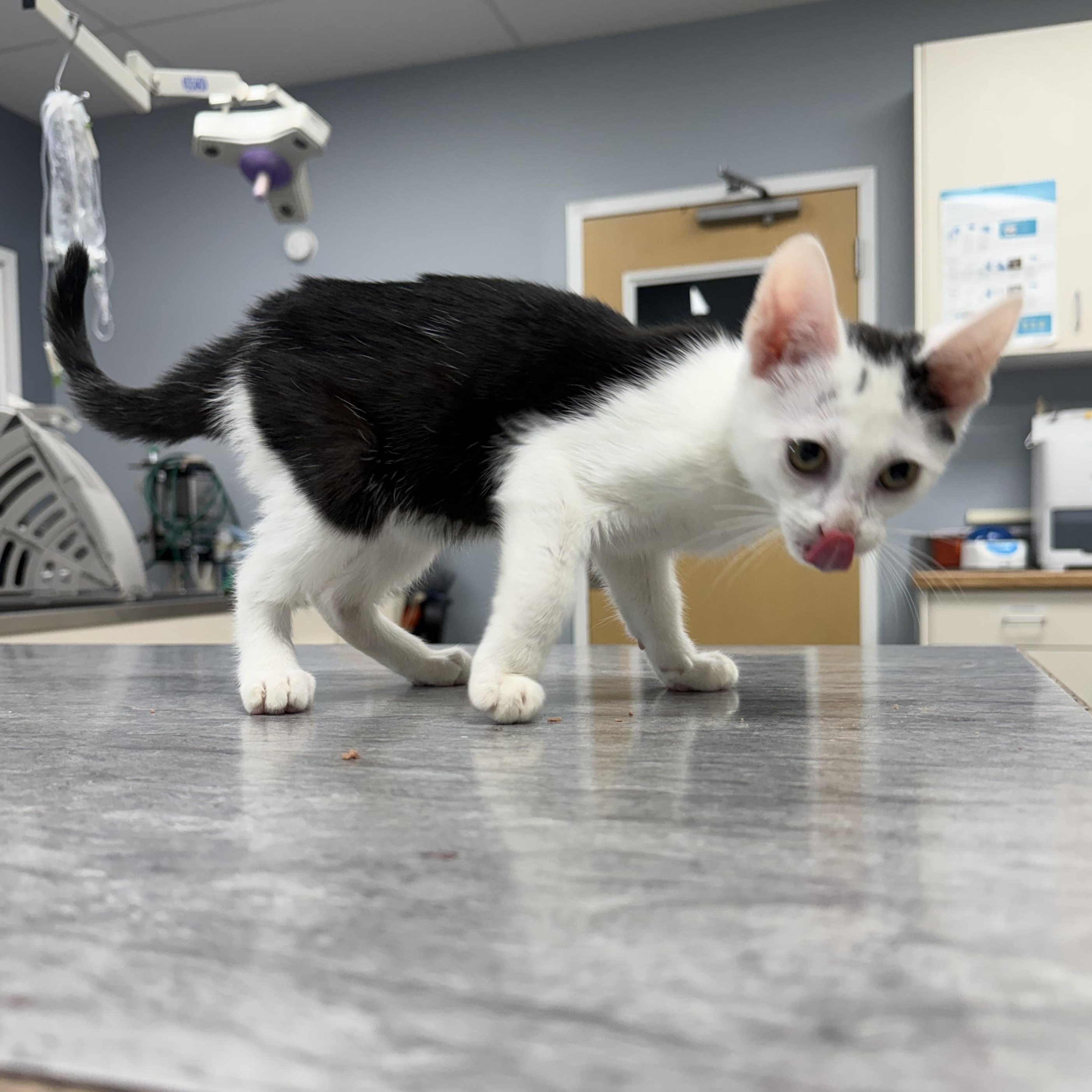 Enlarge Joja (BC), a ADOPTABLE Domestic Short Hair in Simpsonville, SC image 3/3