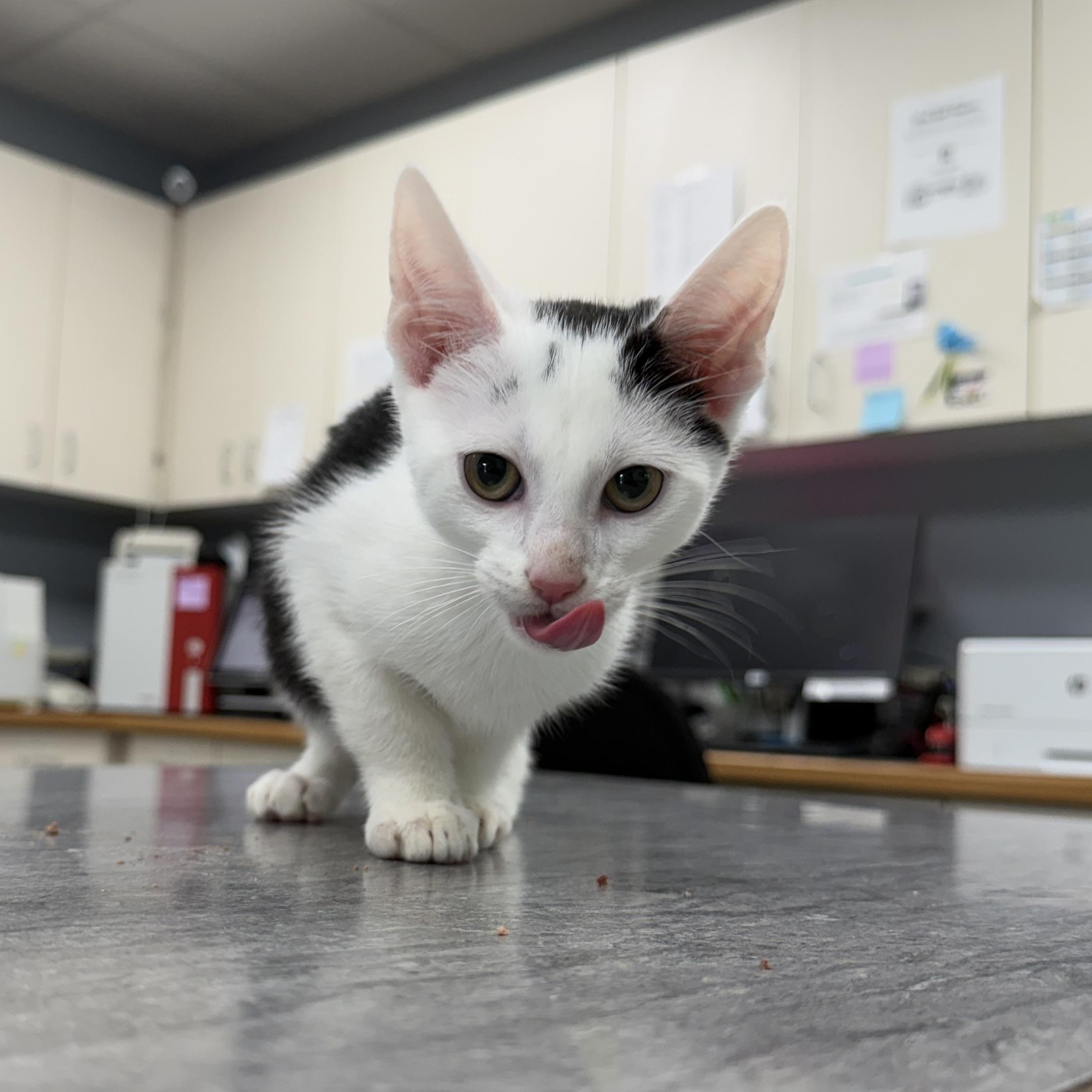 Joja (BC), ADOPTABLE, Kitten Male Domestic Short Hair.