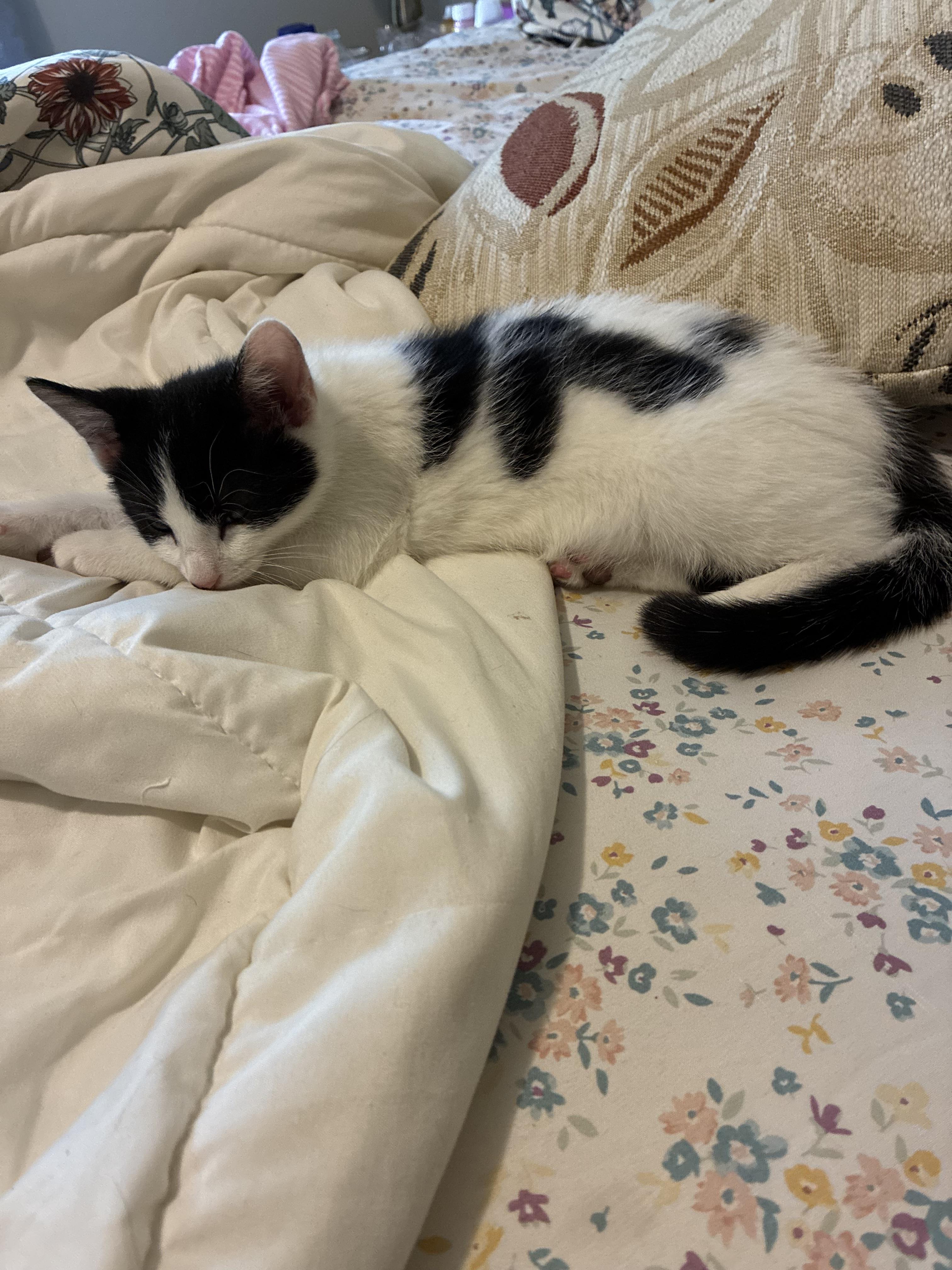 Enlarge Eloise, a ADOPTABLE Domestic Short Hair in North Haven, CT image 1/3