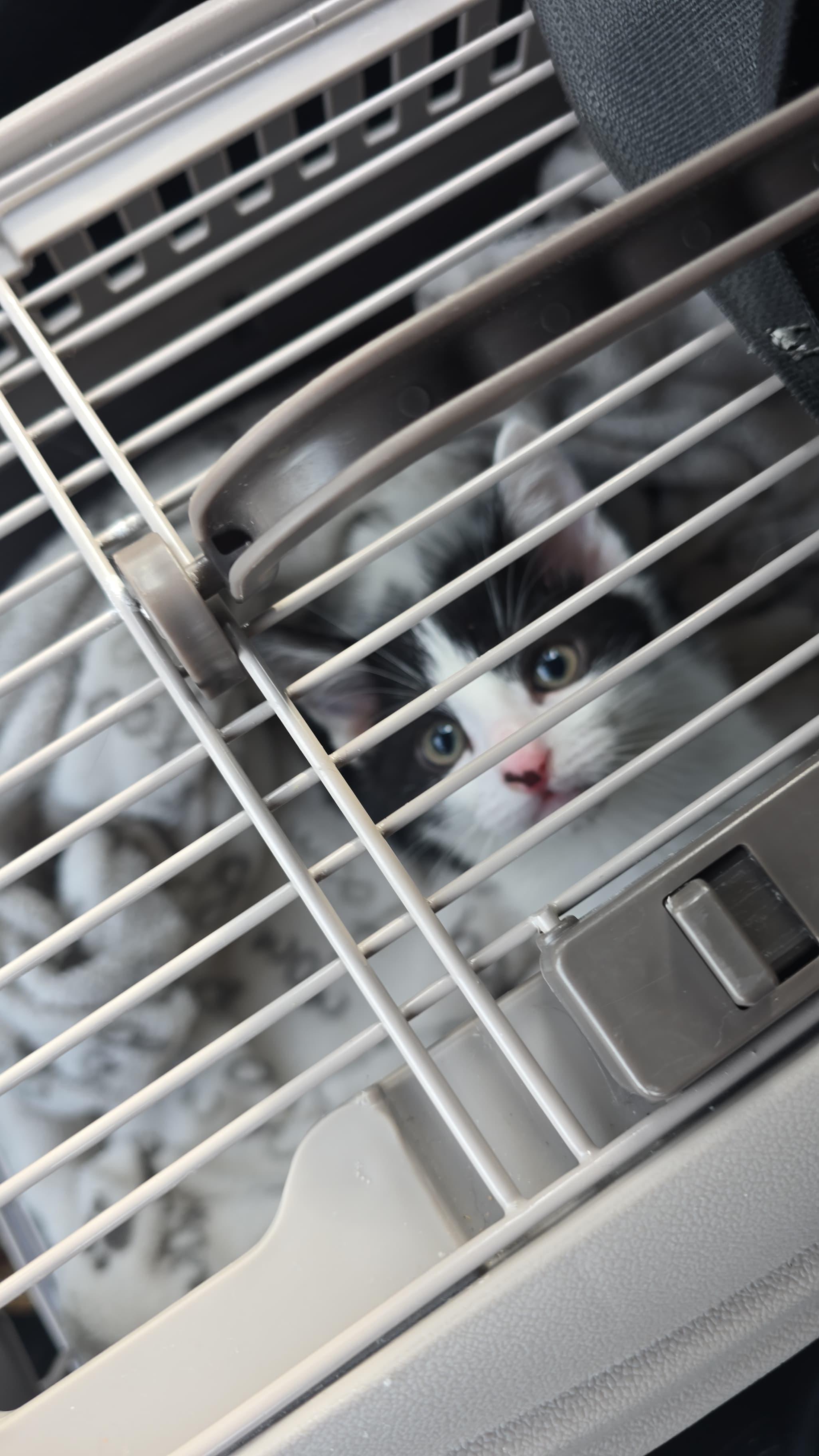 Enlarge Eloise, a ADOPTABLE Domestic Short Hair in North Haven, CT image 3/3