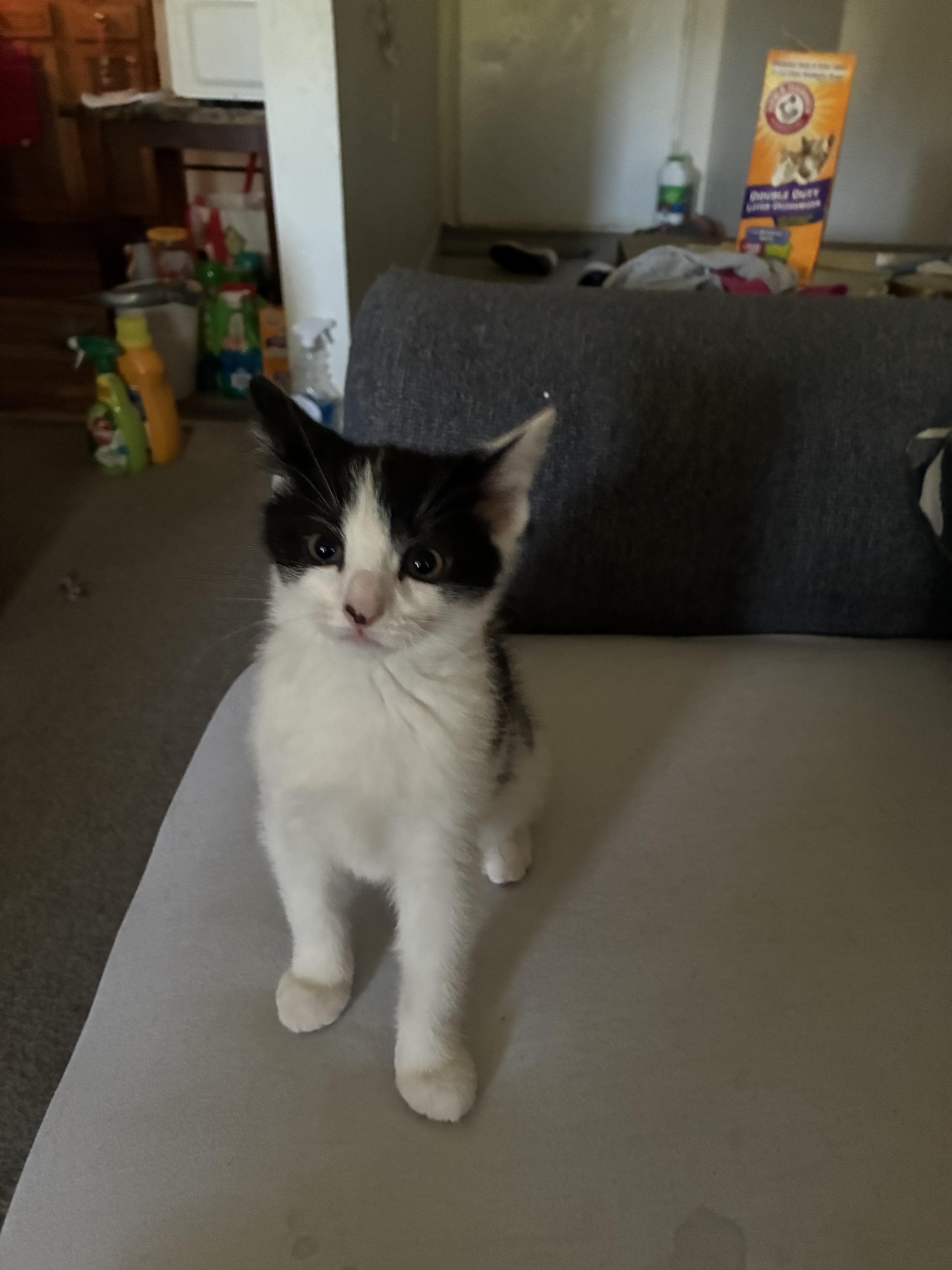 Enlarge Eloise, a ADOPTABLE Domestic Short Hair in North Haven, CT image 2/3