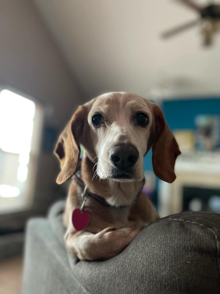 Sunny Sides, Adoptable, Senior Female Basset Hound.