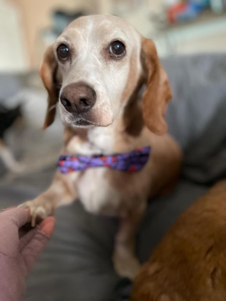 Enlarge Sunny Sides, a Adoptable Basset Hound in Leander, TX image 1/6