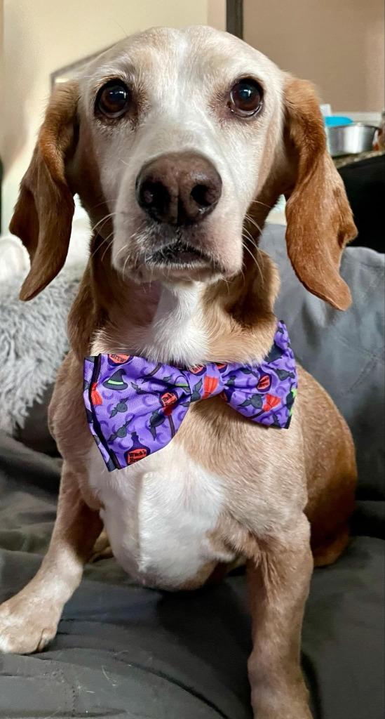 Enlarge Sunny Sides, a Adoptable Basset Hound in Leander, TX image 2/6