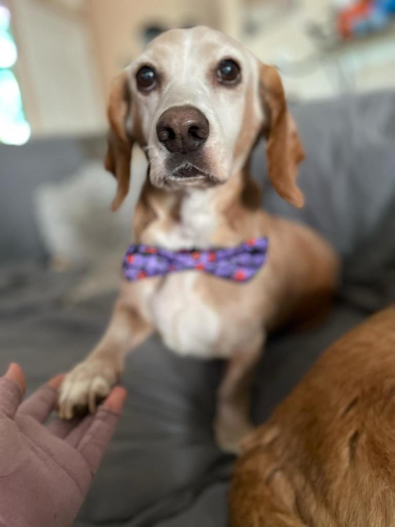 Enlarge Sunny Sides, a Adoptable Basset Hound in Leander, TX image 2/6