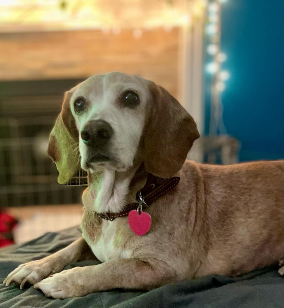 Enlarge Sunny Sides, a Adoptable Basset Hound in Leander, TX image 4/6