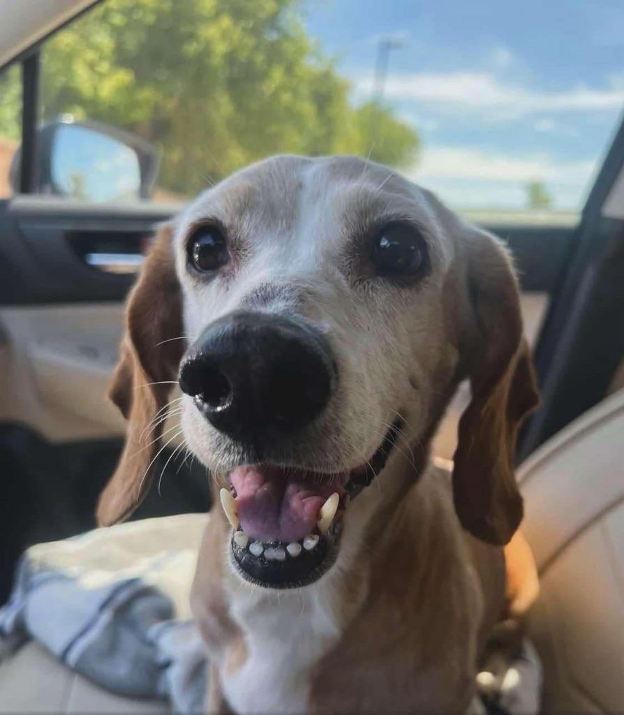 Enlarge Sunny Sides, a Adoptable Basset Hound in Leander, TX image 6/6