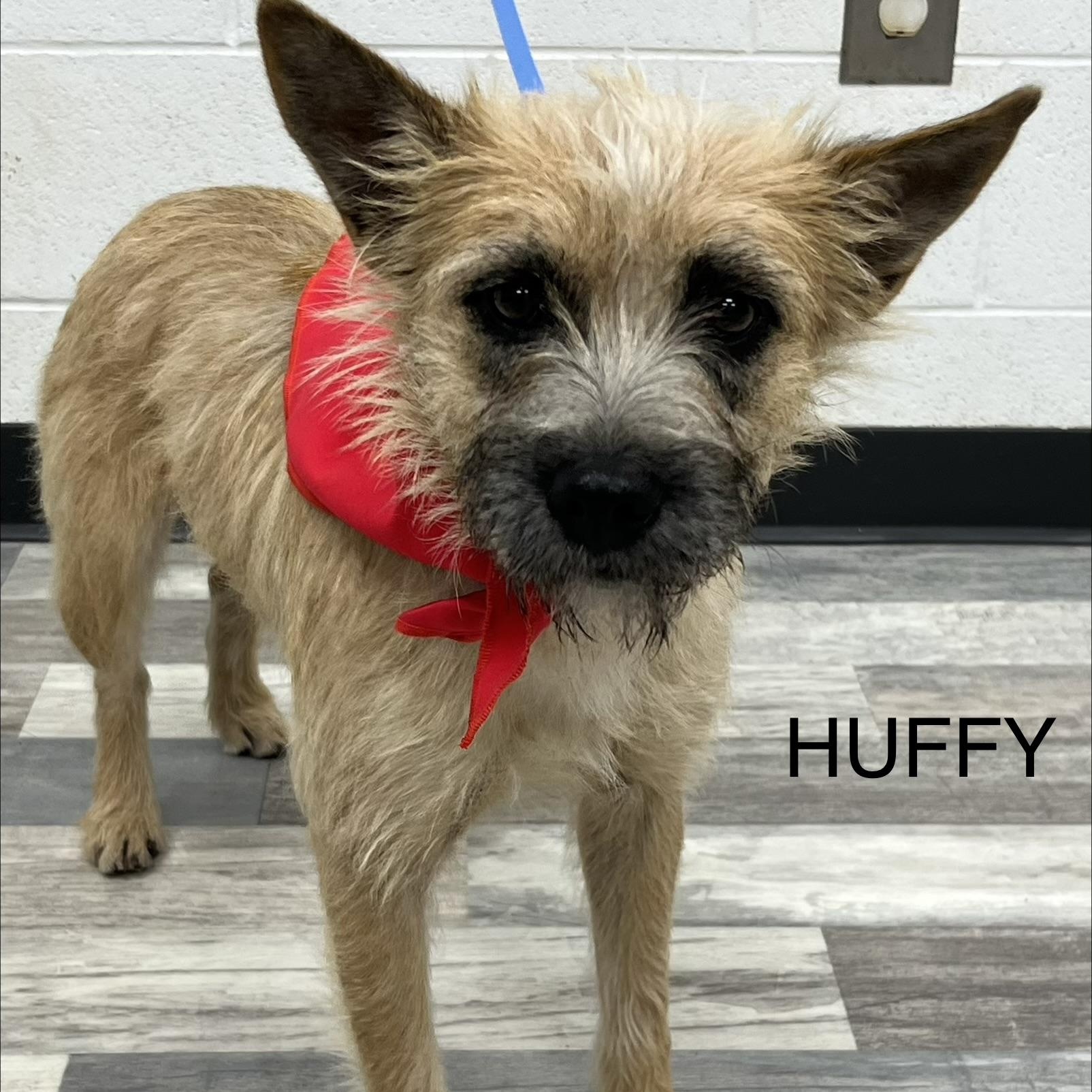 Huffy - Local April 24-26, adopted, Young Male Rat Terrier.