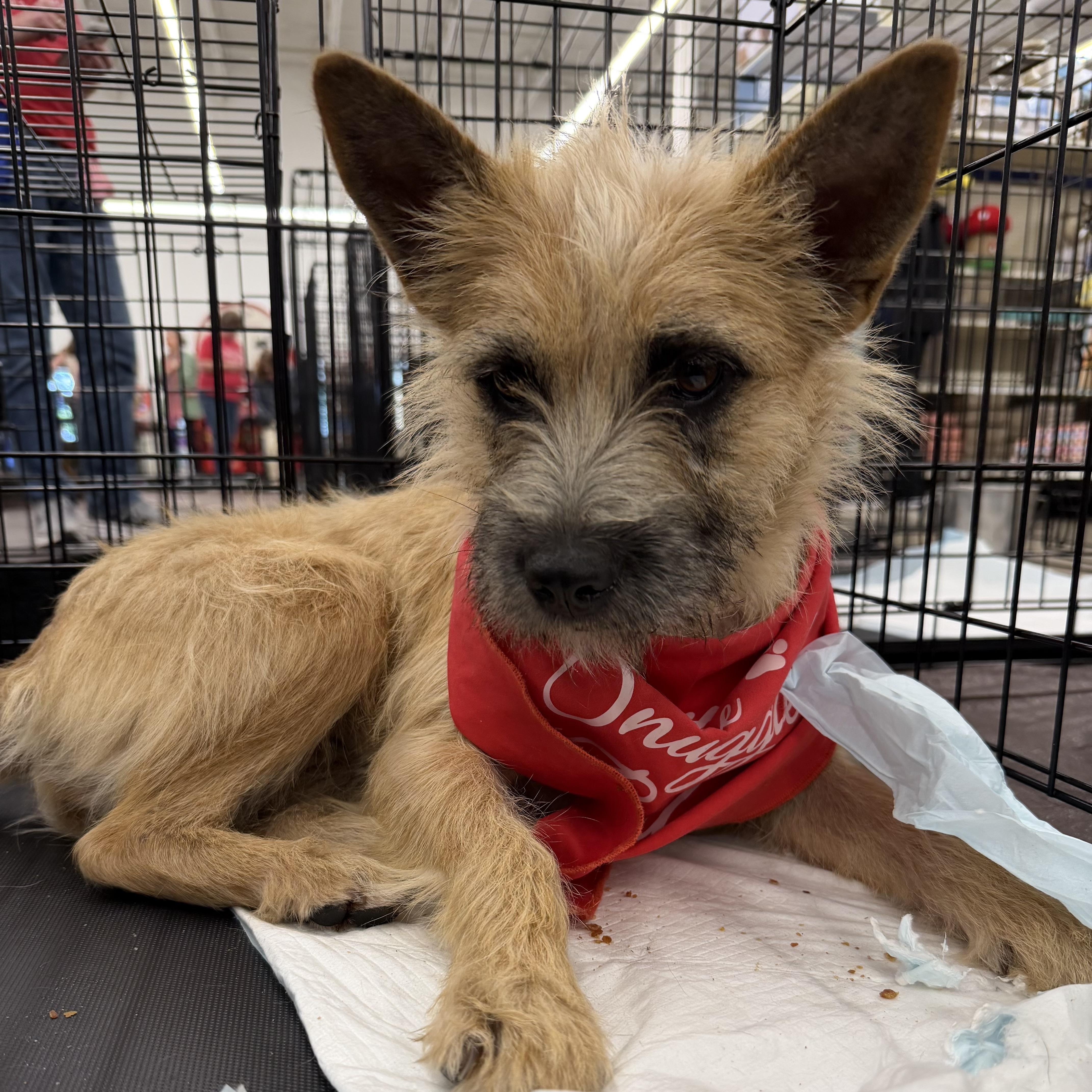 Enlarge Huffy - Local April 24-26, an adopted mixed breed in Beaverton , OR image 2/2