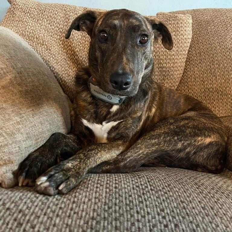 Bryn, a Adoptable mixed breed in Gunnison, CO image 1/2