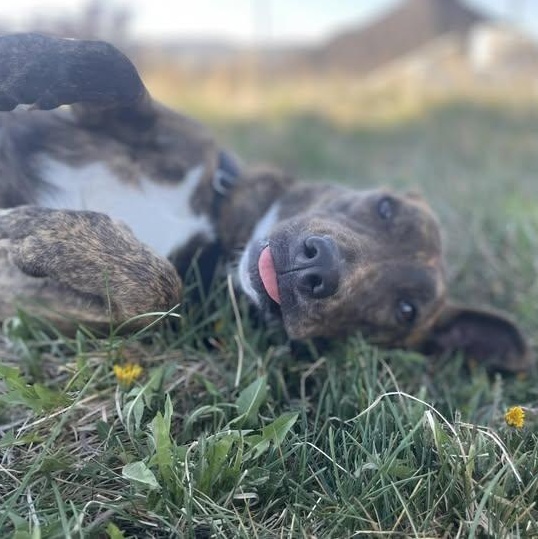 Bryn, a Adoptable mixed breed in Gunnison, CO image 2/2