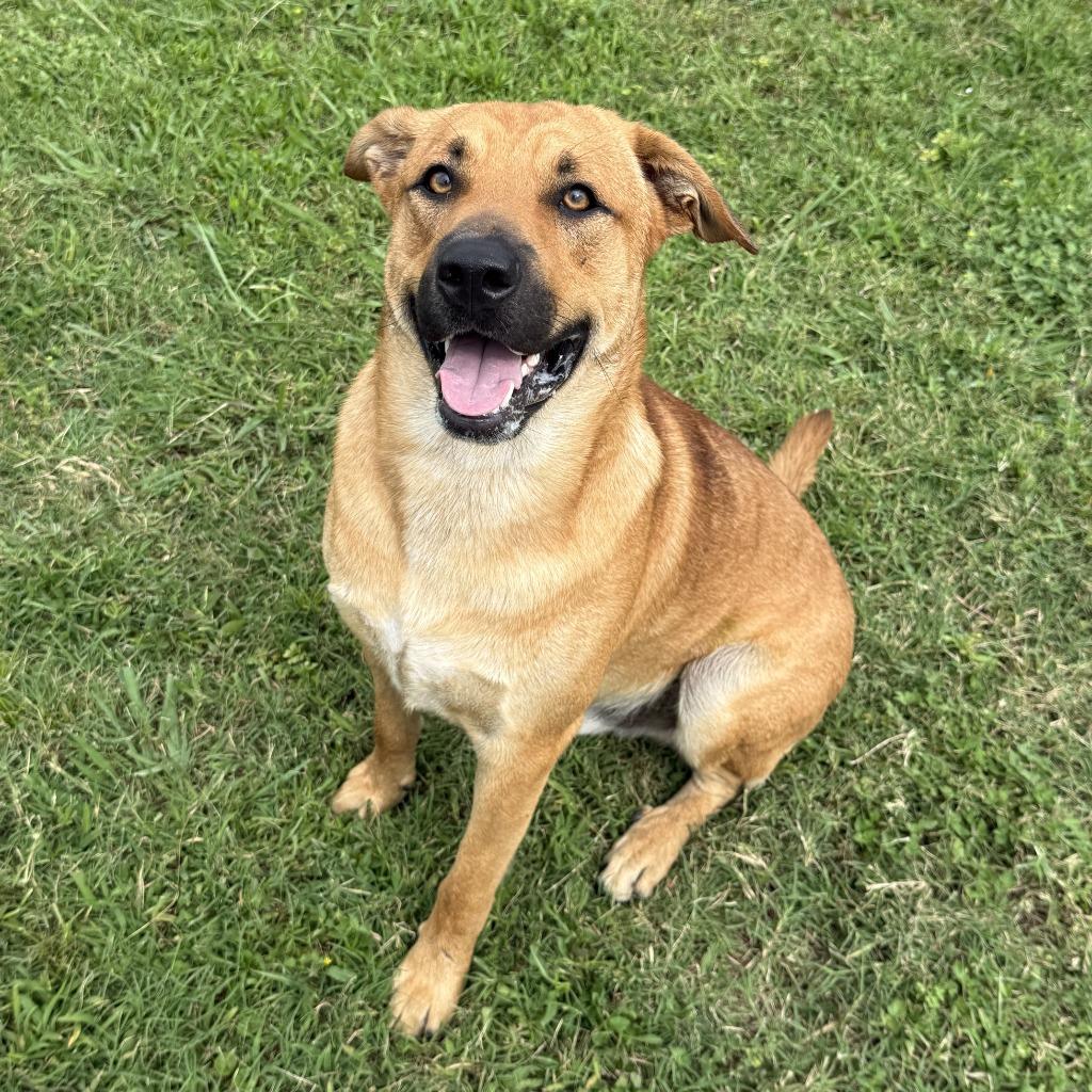 Enlarge Watson, a Adoptable mixed breed in Brenham, TX image 2/6