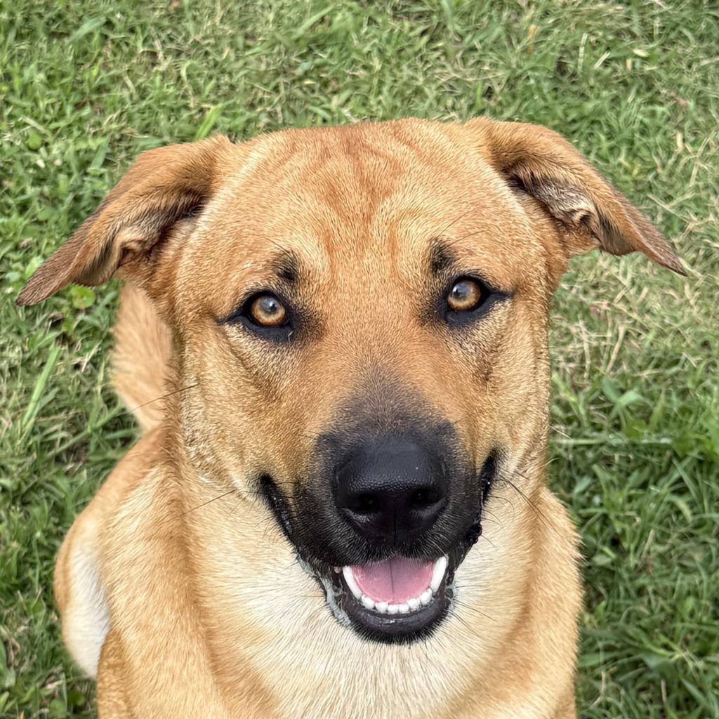 Enlarge Watson, a Adoptable mixed breed in Brenham, TX image 1/6