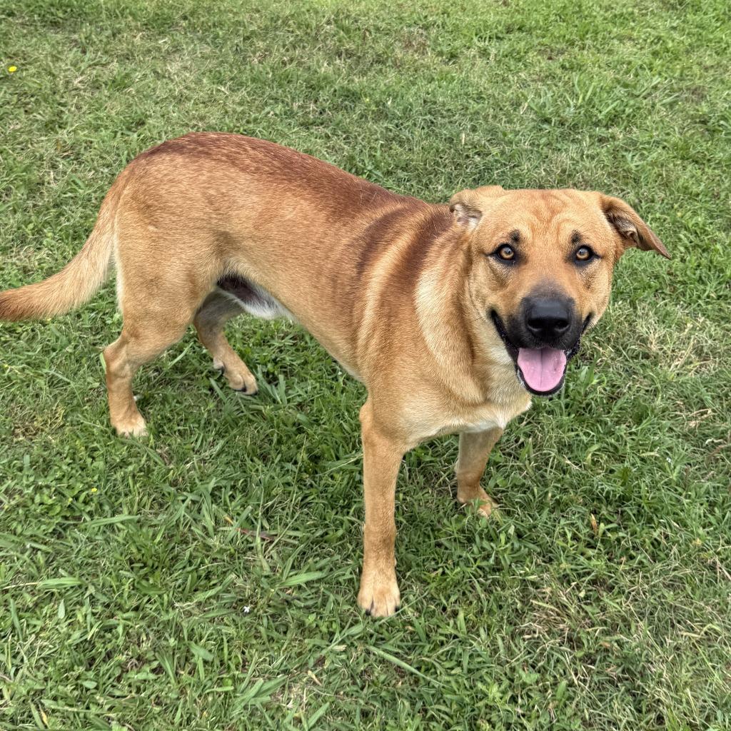 Enlarge Watson, a Adoptable mixed breed in Brenham, TX image 3/6