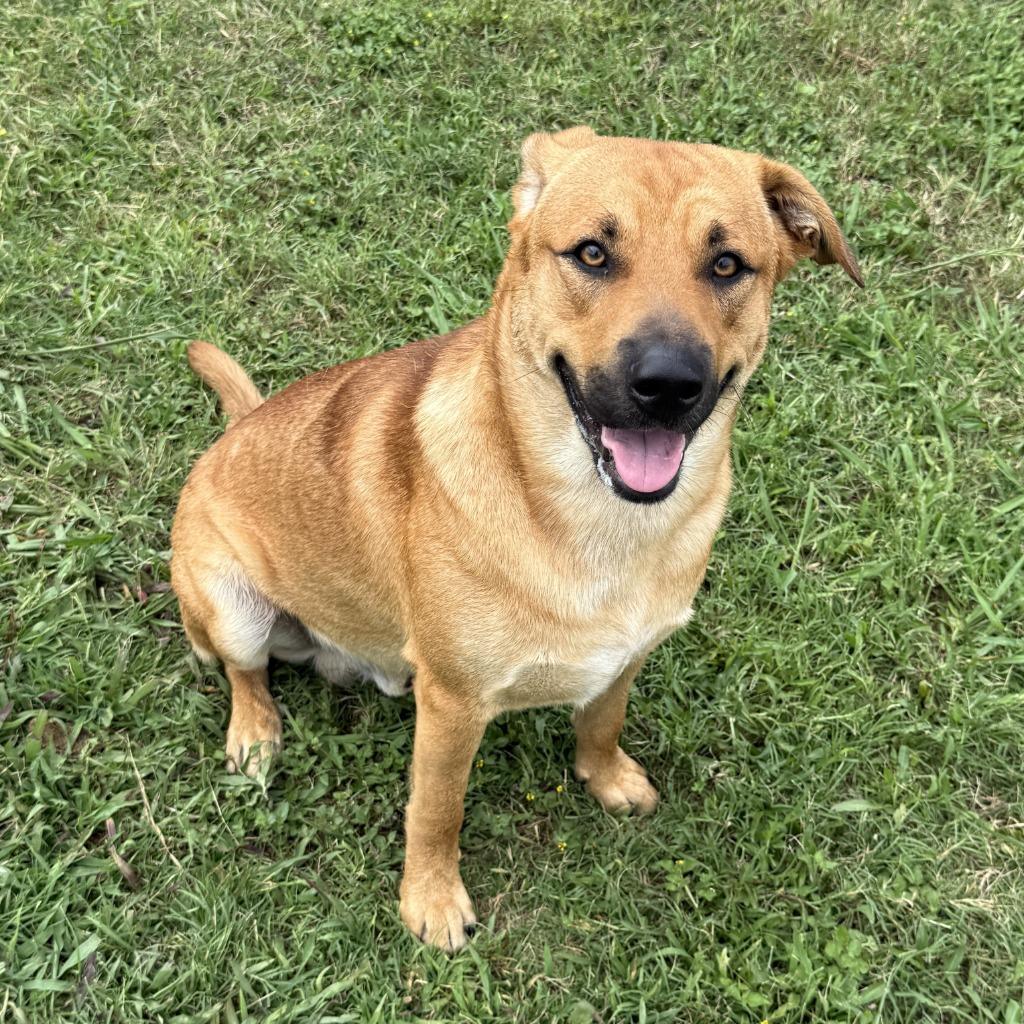 Enlarge Watson, a Adoptable mixed breed in Brenham, TX image 4/6