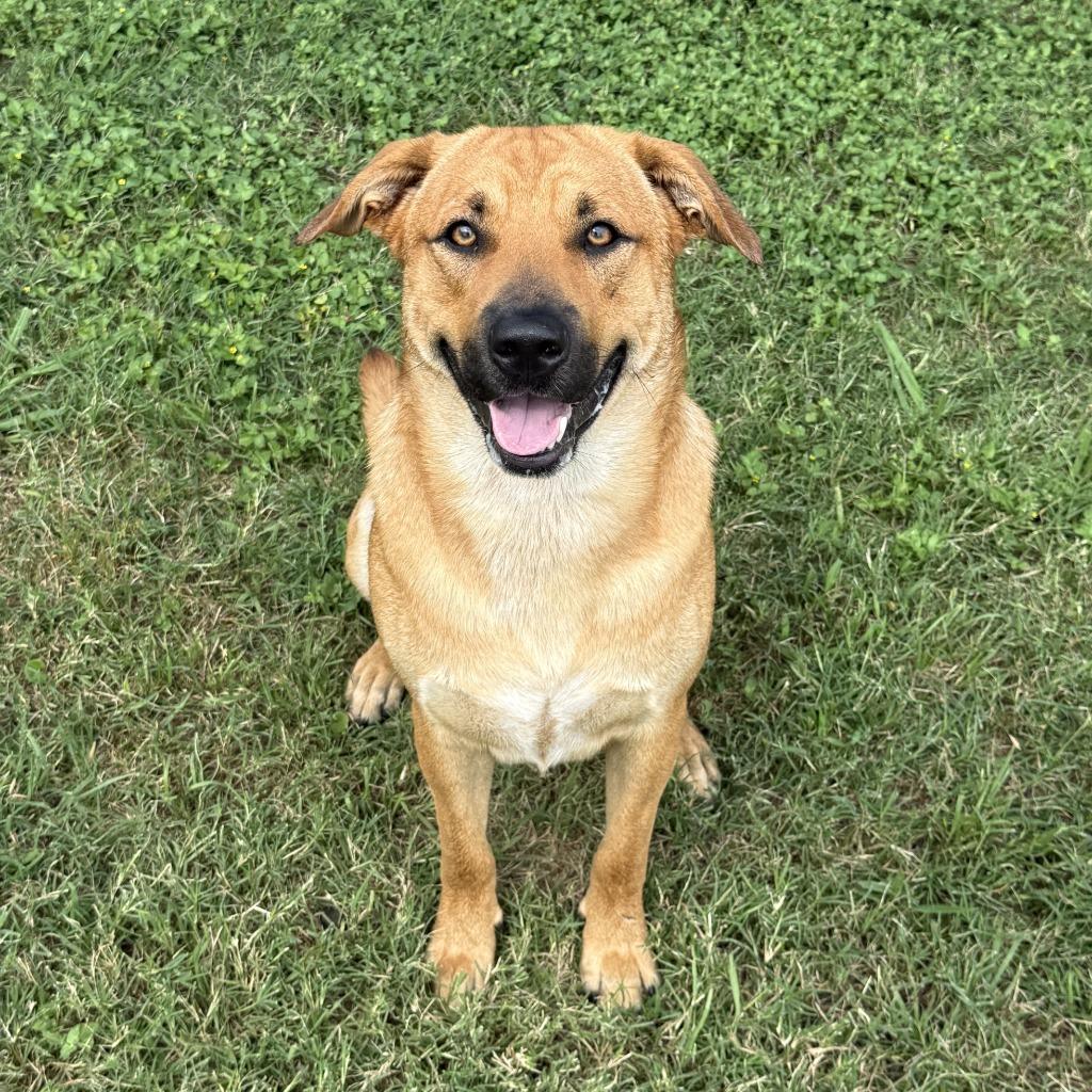 Enlarge Watson, a Adoptable mixed breed in Brenham, TX image 5/6