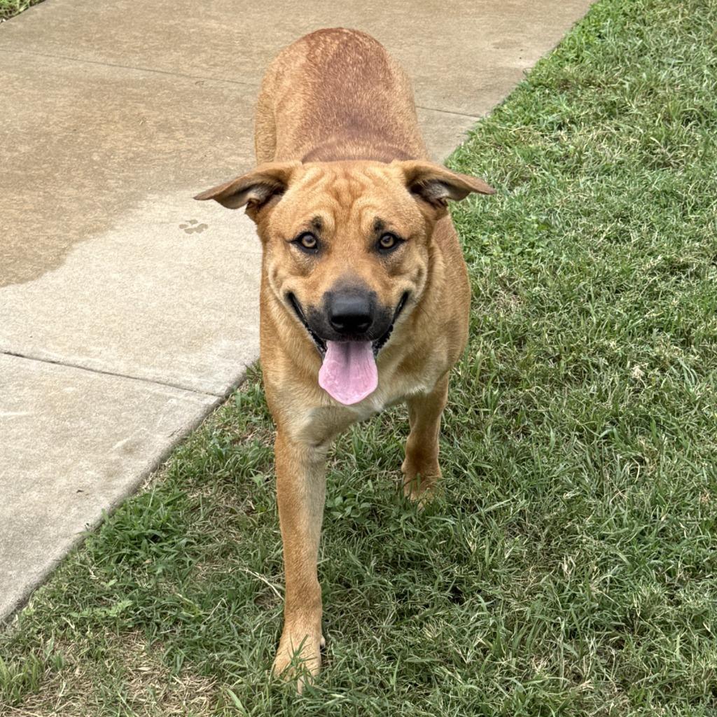 Enlarge Watson, a Adoptable mixed breed in Brenham, TX image 6/6