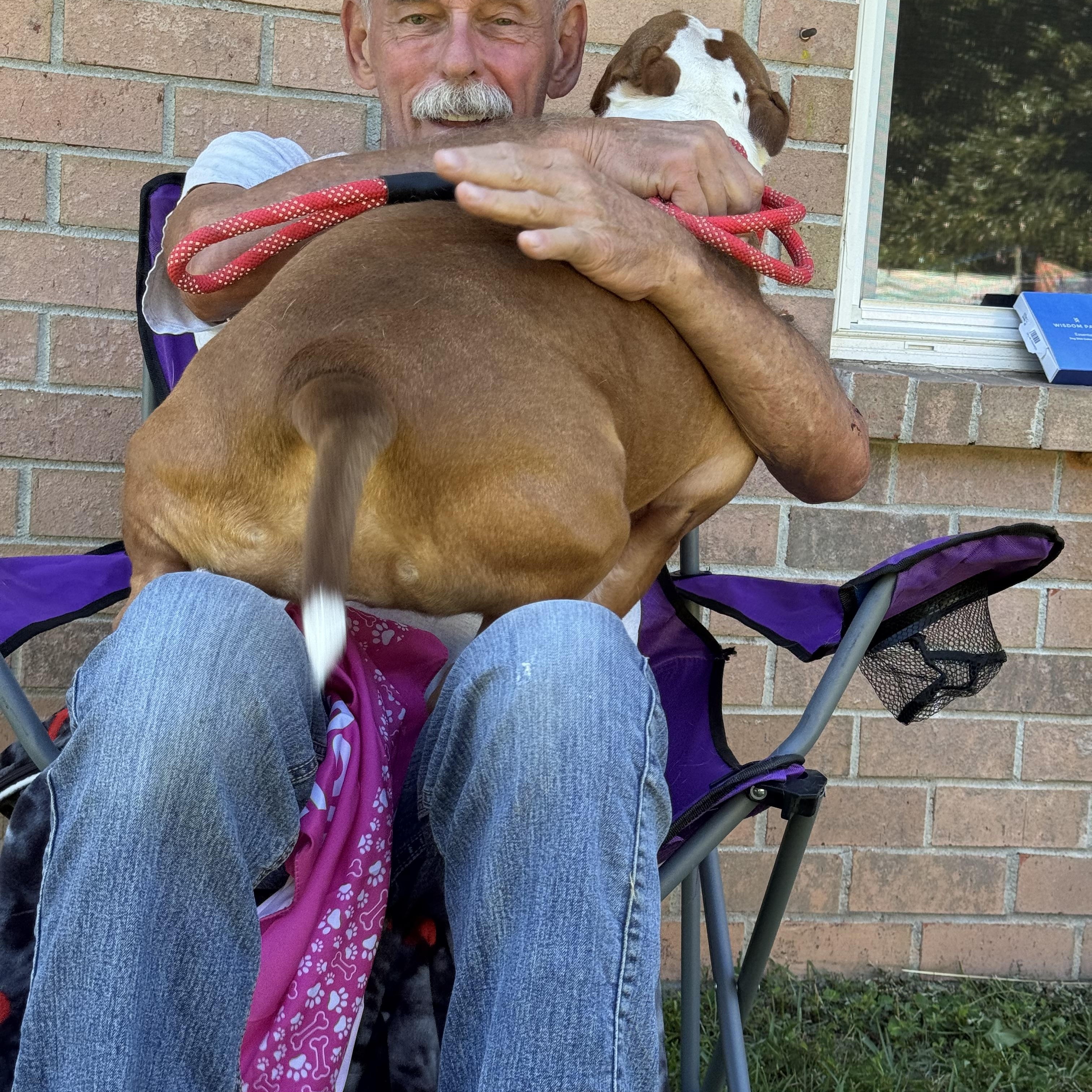 Enlarge SIMONE!!!  Powerhouse of LOVE!!!, a Adoptable mixed breed in Cantonment, FL image 2/6