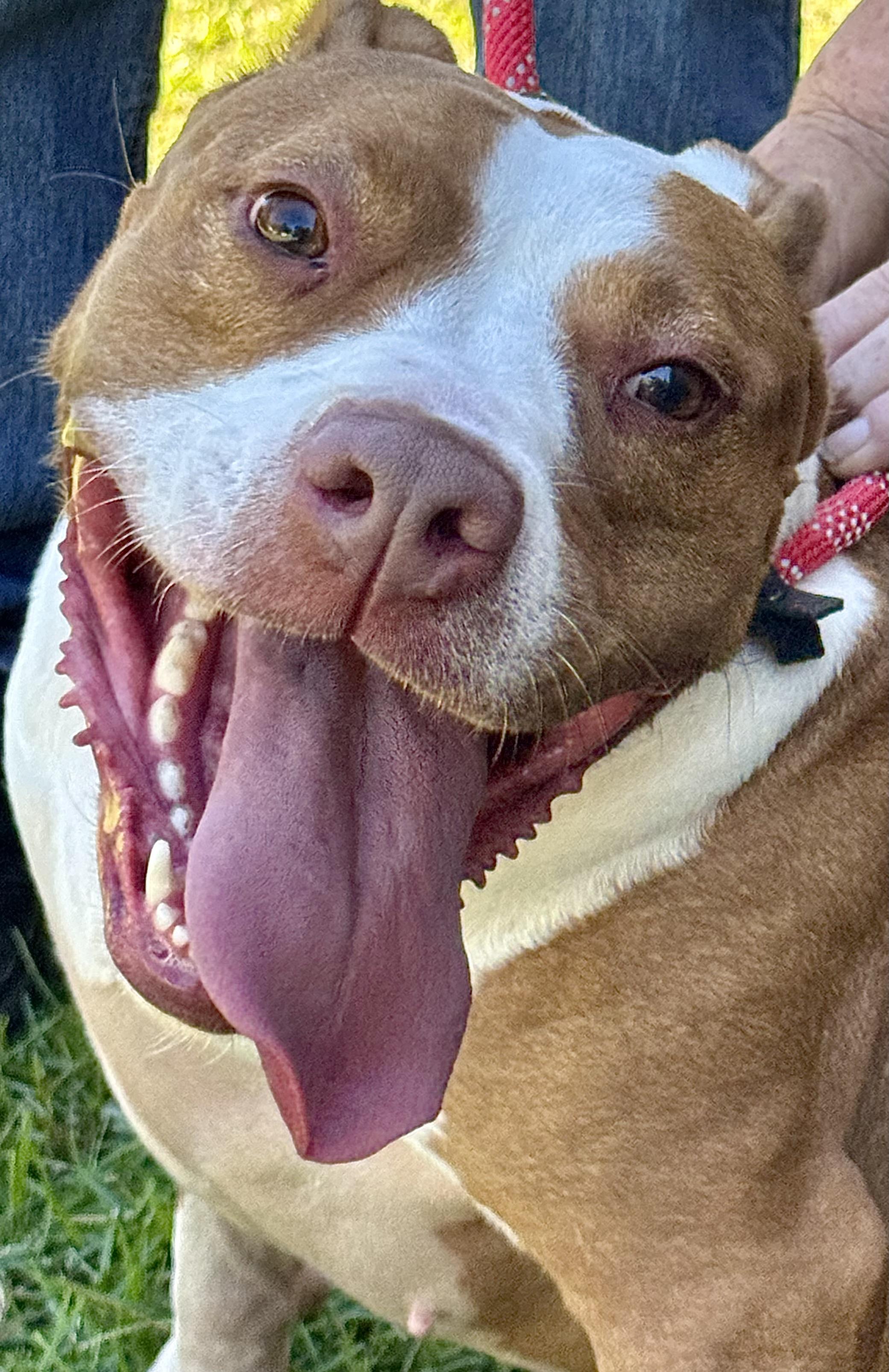 Enlarge SIMONE!!!  Powerhouse of LOVE!!!, a Adoptable mixed breed in Cantonment, FL image 3/6