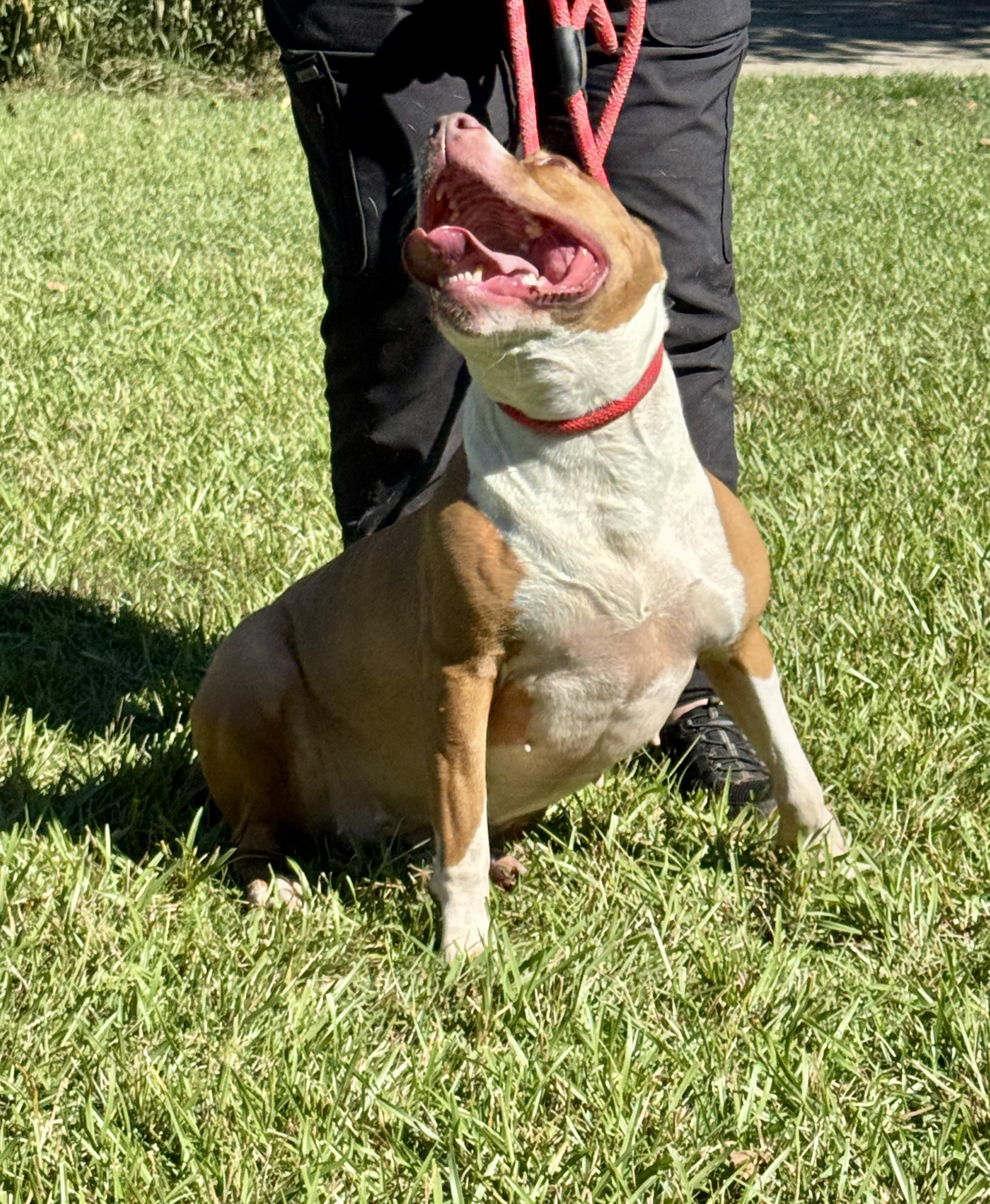 Enlarge SIMONE!!!  Powerhouse of LOVE!!!, a Adoptable mixed breed in Cantonment, FL image 5/6