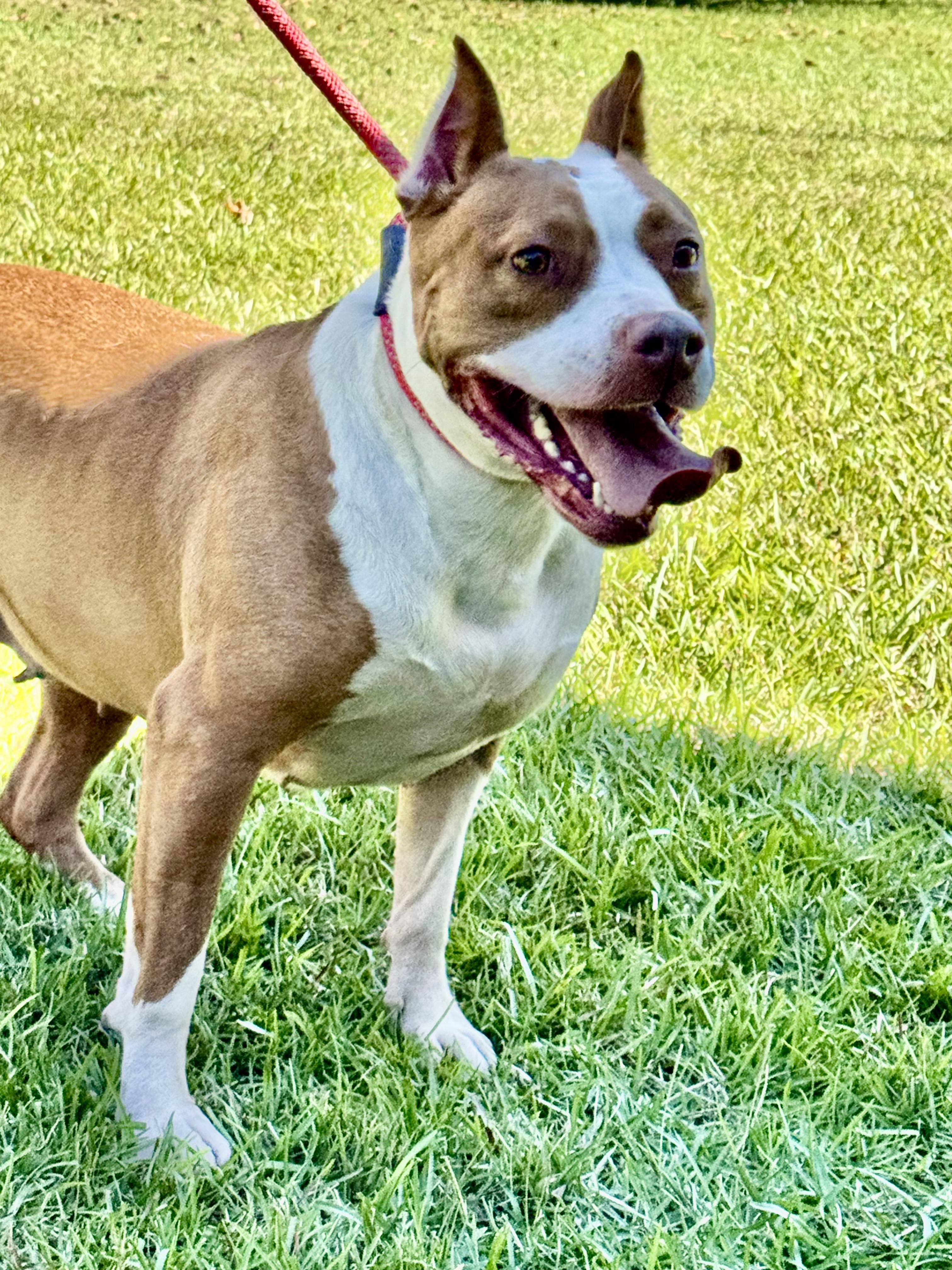 Enlarge SIMONE!!!  Powerhouse of LOVE!!!, a Adoptable mixed breed in Cantonment, FL image 6/6