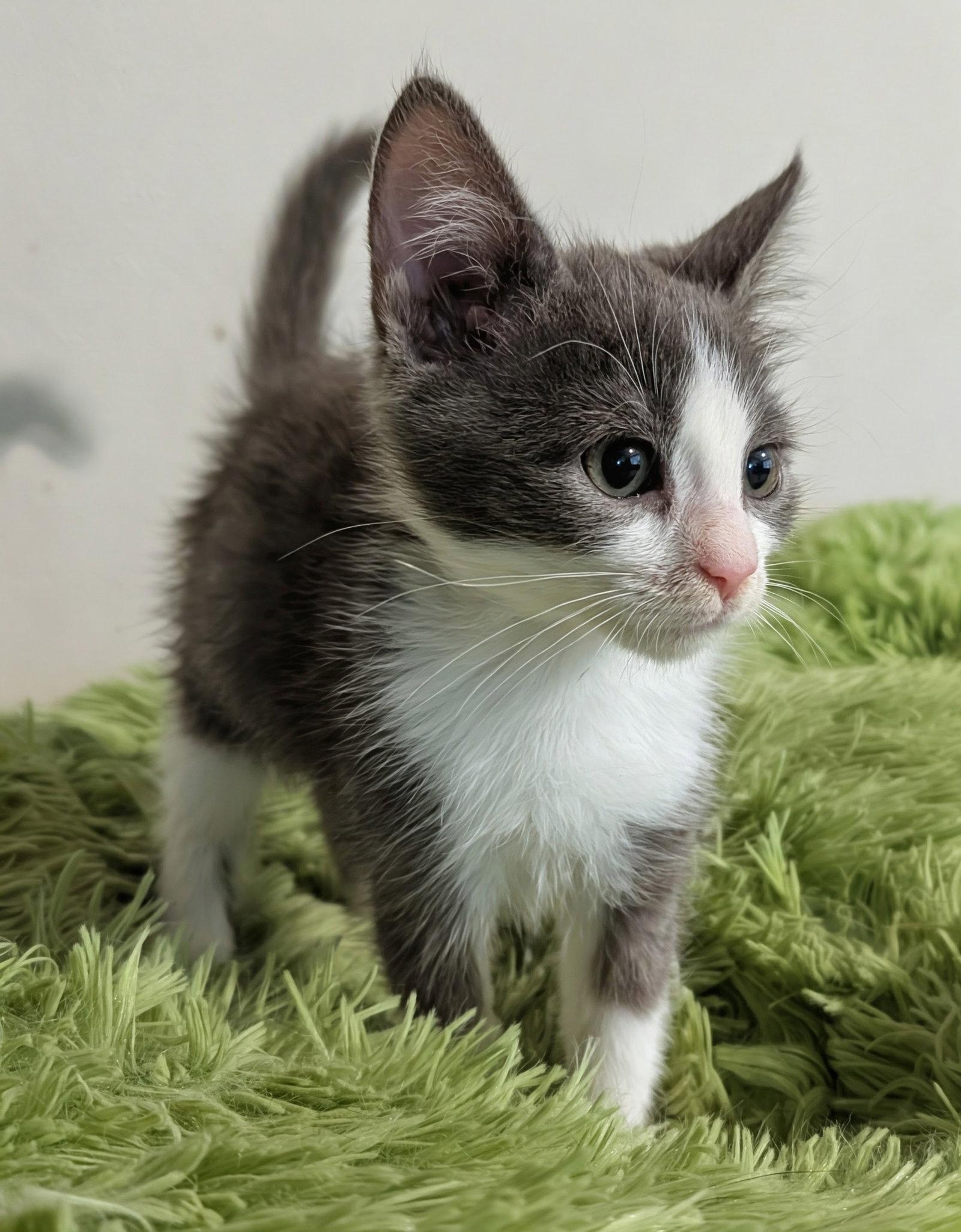 Amarillys 7.29.26 (med waiver), Adoptable, Kitten Female Domestic Short Hair.