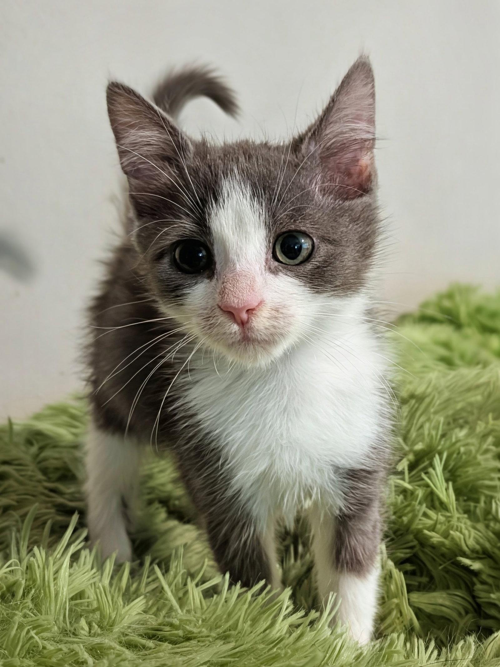 Enlarge Amarillys 7.29.26 (med waiver), a Adoptable Domestic Short Hair in Apopka, FL image 2/2
