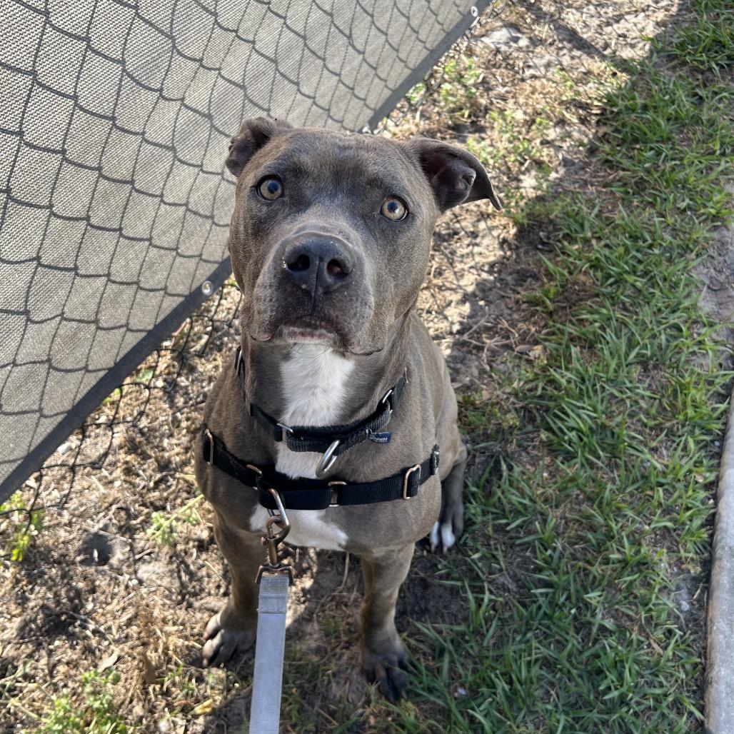 Joel, Adoptable, Adult Male Mixed Breed.